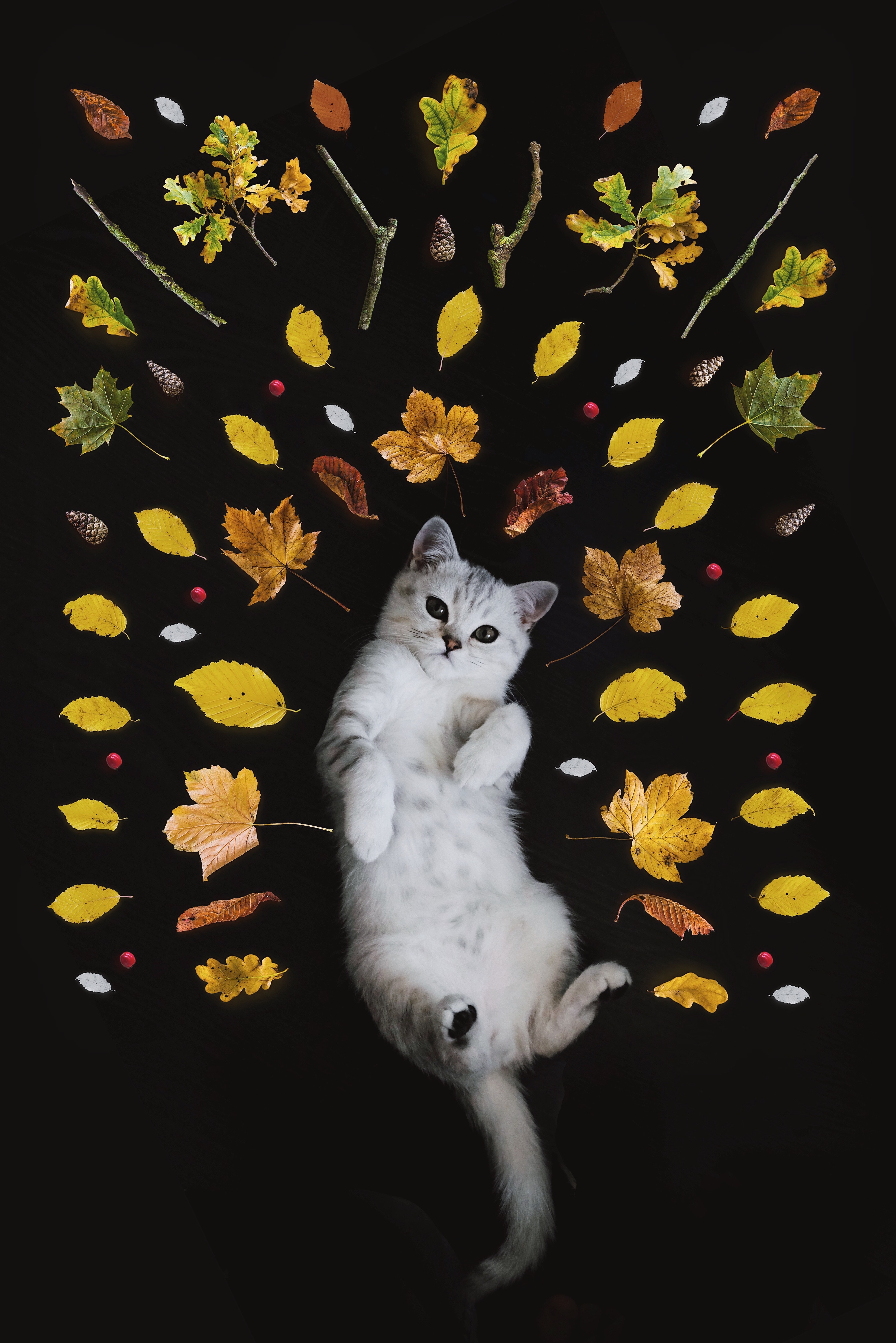 76239 скачать обои осень, животные, милый, листва, котенок - заставки и картинки бесплатно
