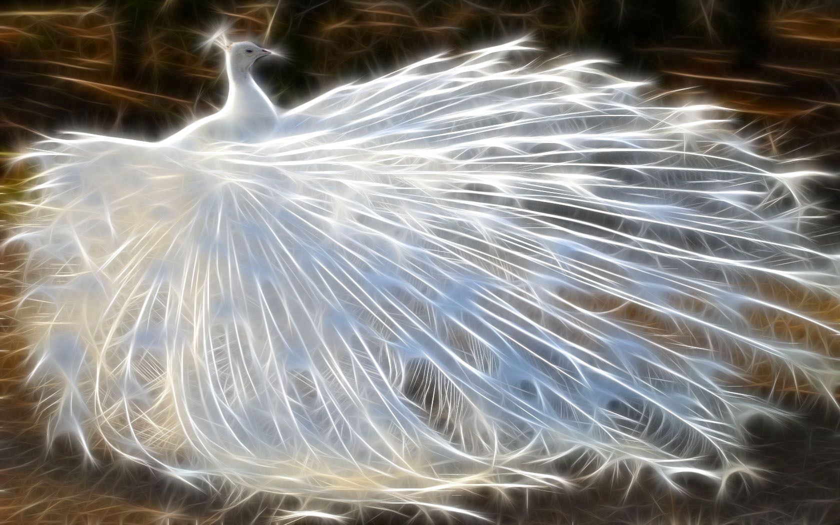 Cool Backgrounds shine, peacock, abstract, feather Bird