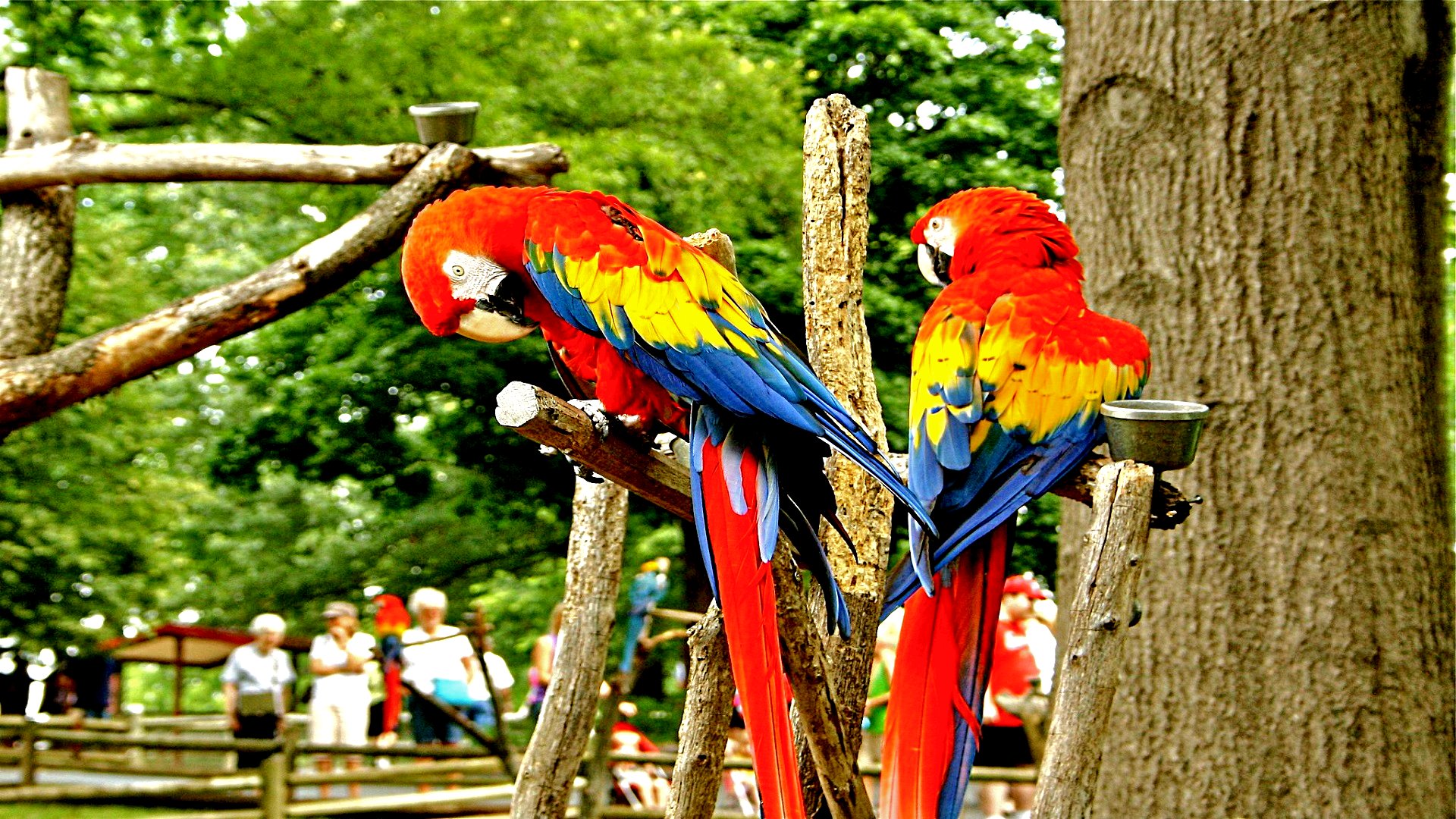 Пара красных попугаев ара