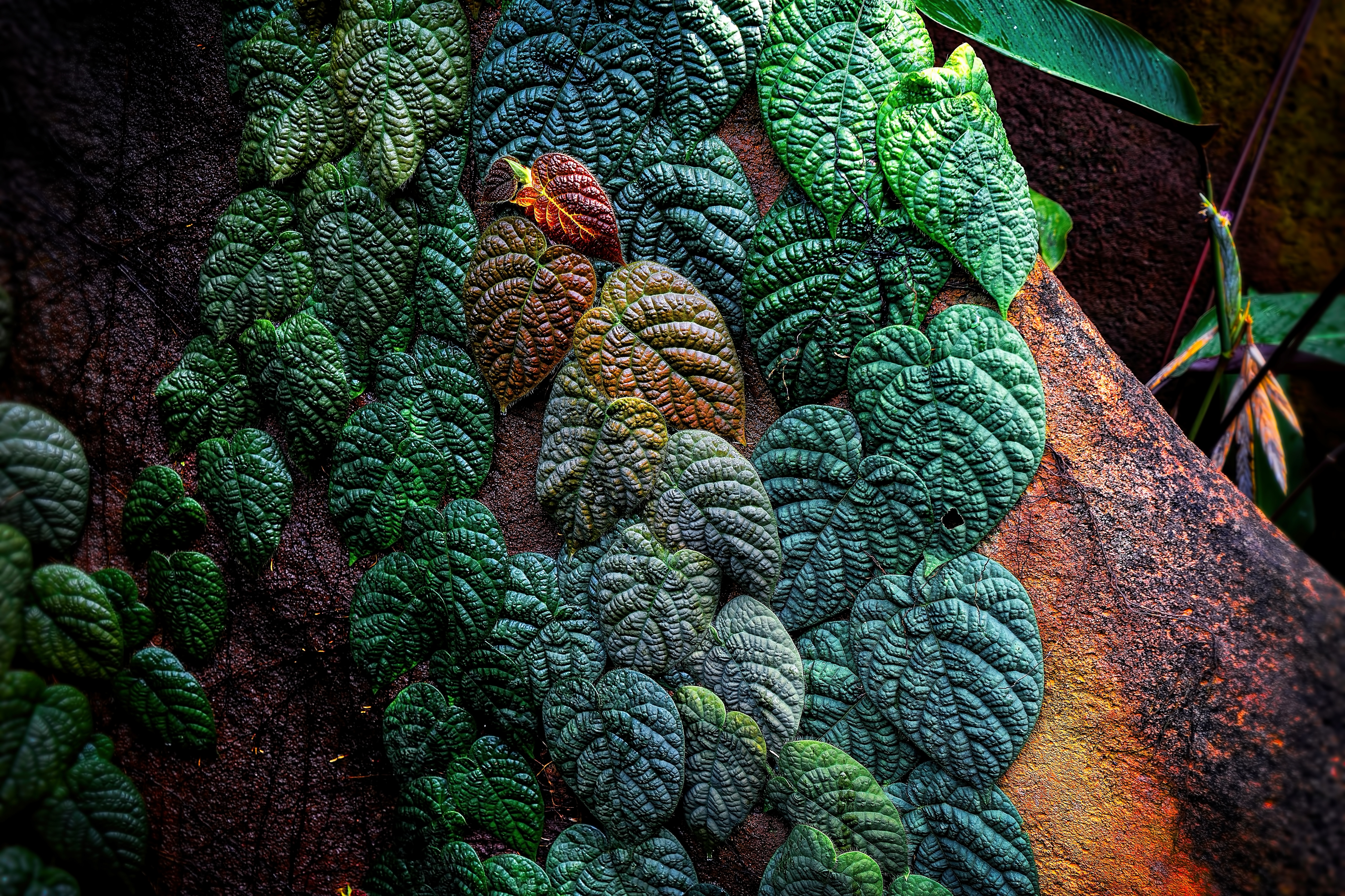 Cool Backgrounds leaves, nature, patterned, tropical Plant