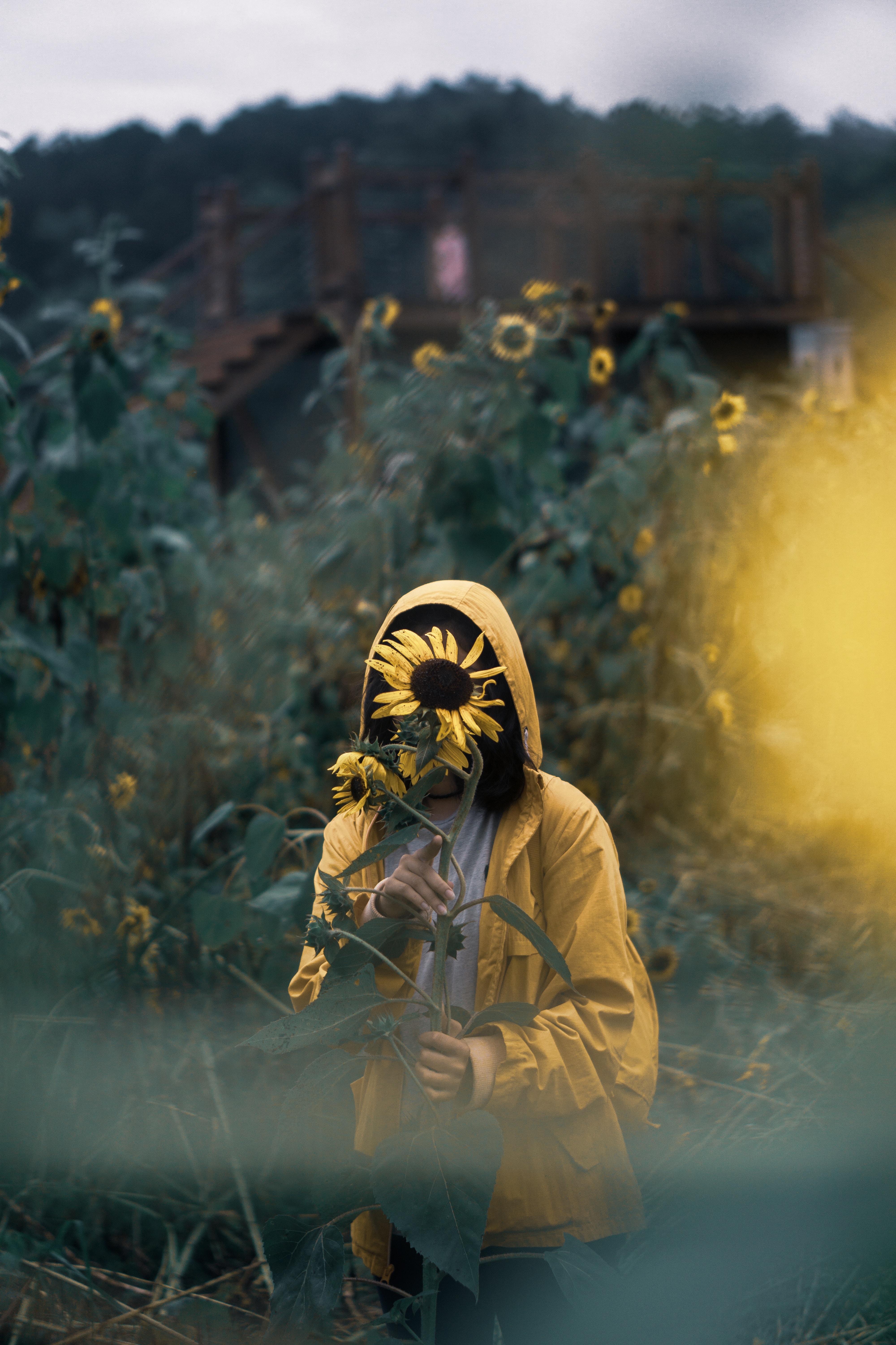 Beste Sonnenblumen Hintergrundbilder für PC