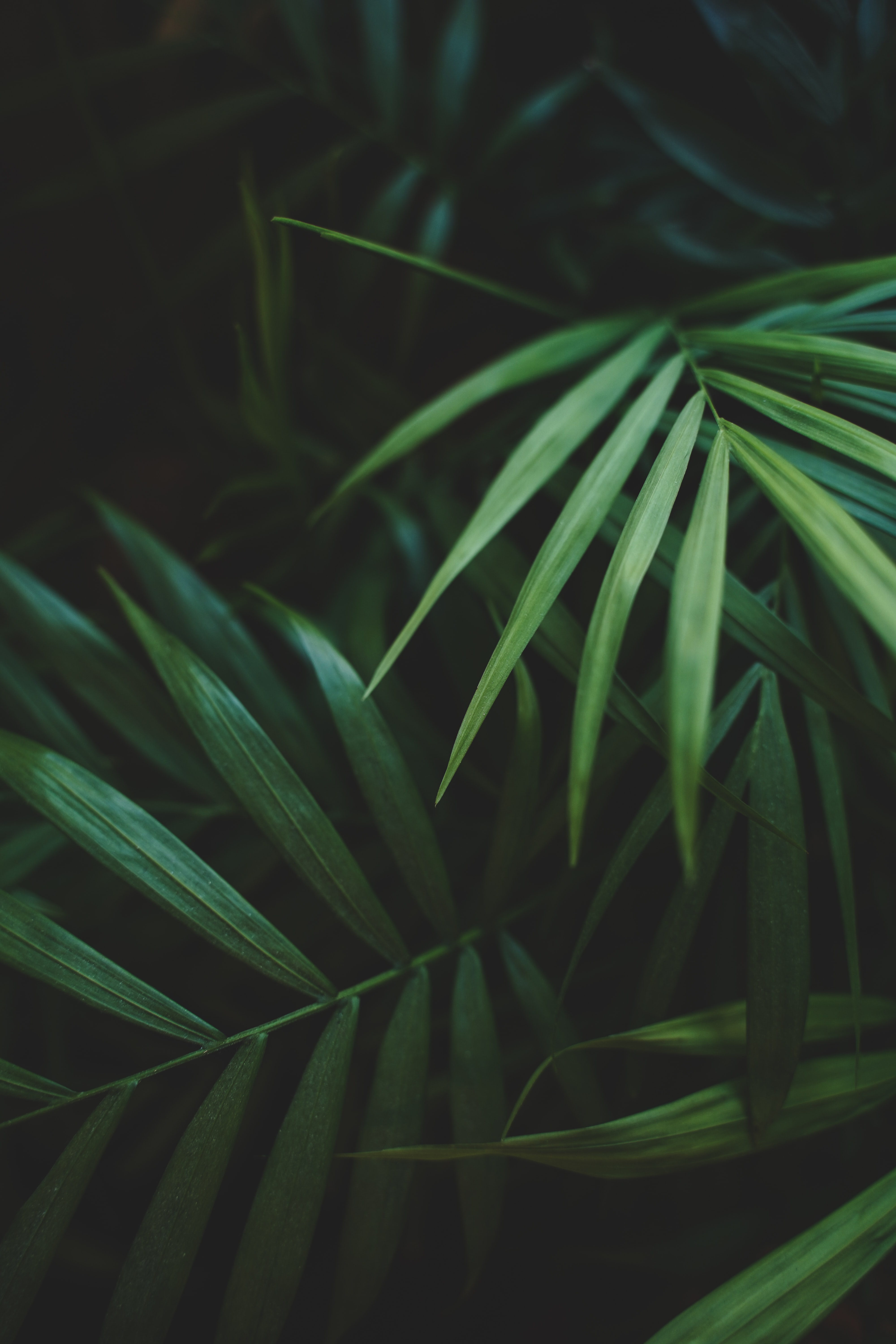 133470 Screensavers and Wallpapers Palm for phone. Download leaves, green, plant, macro, palm pictures for free
