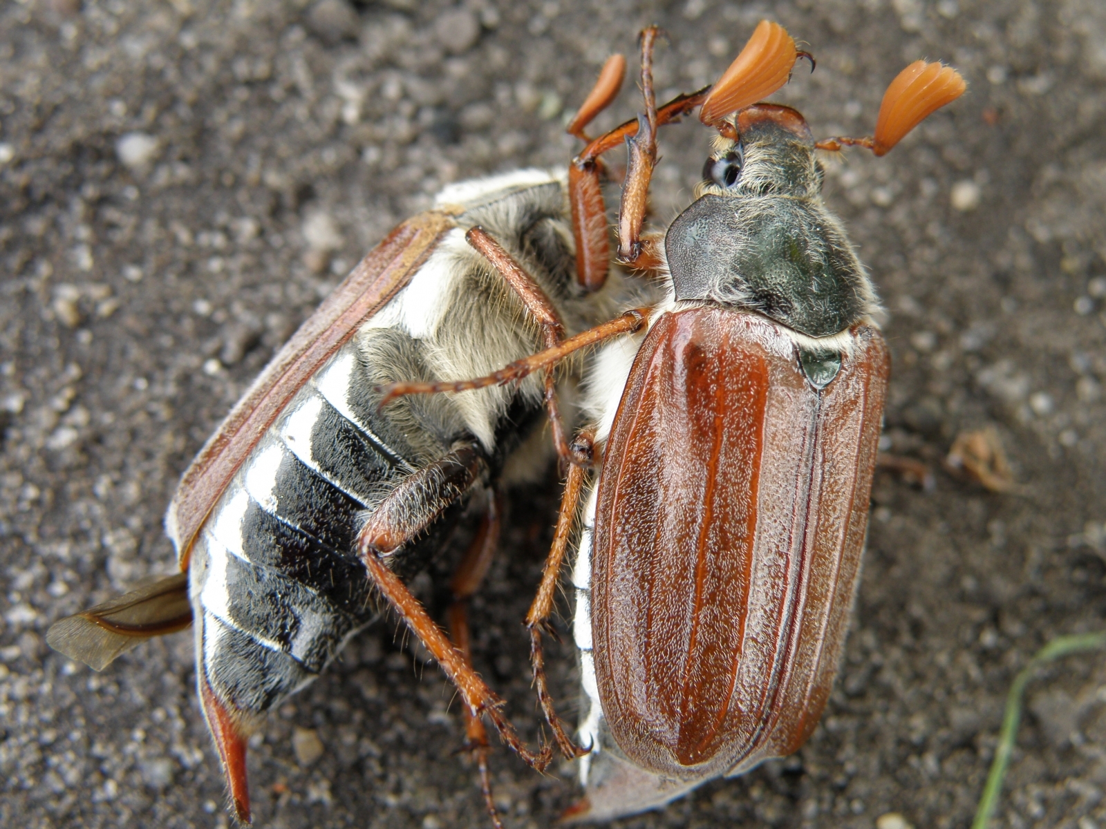 Laden Sie das Insekten, Käfer-Bild kostenlos auf Ihren PC-Desktop herunter