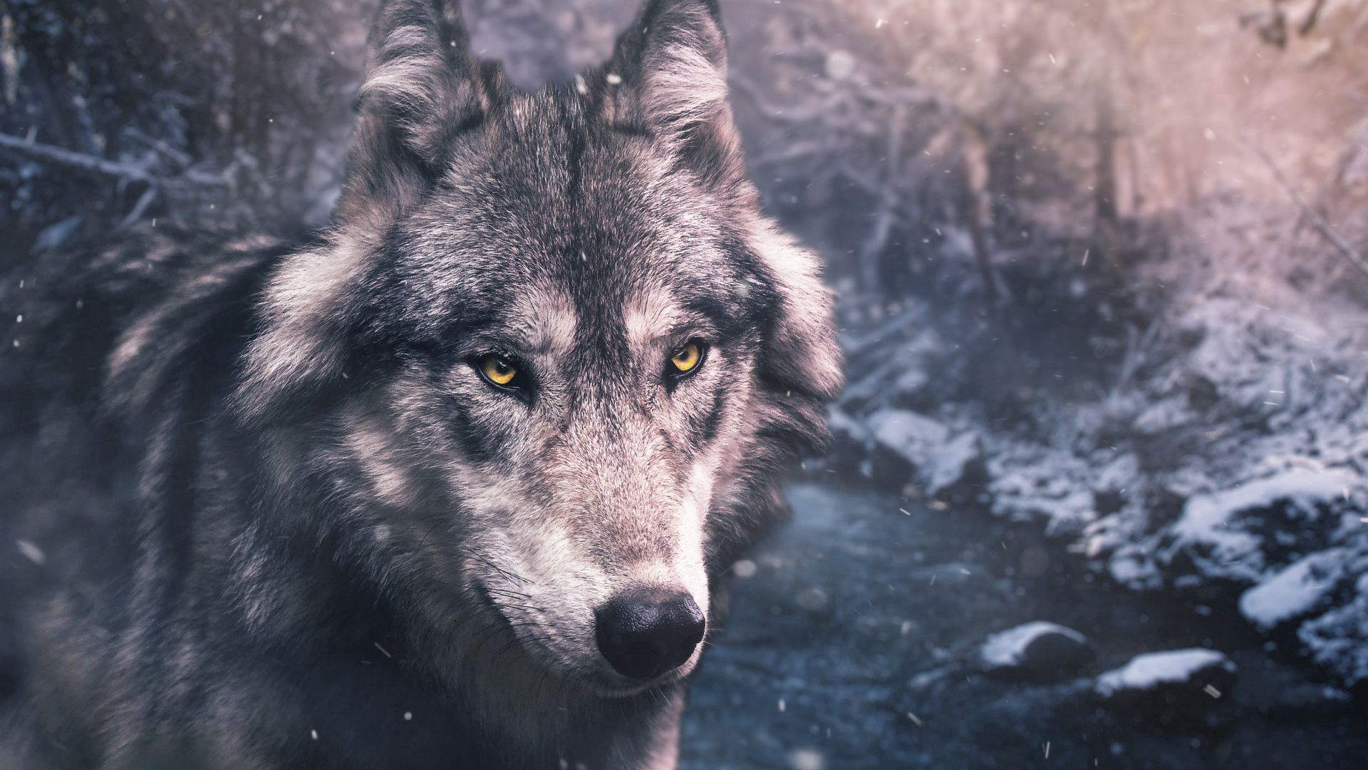 Smartphone Background opinion, predator, wolf, sight