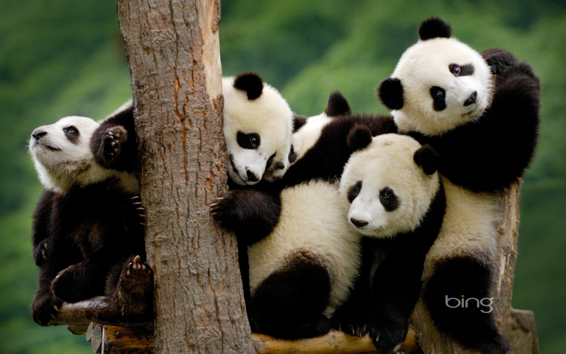  Panda HQ Background Images