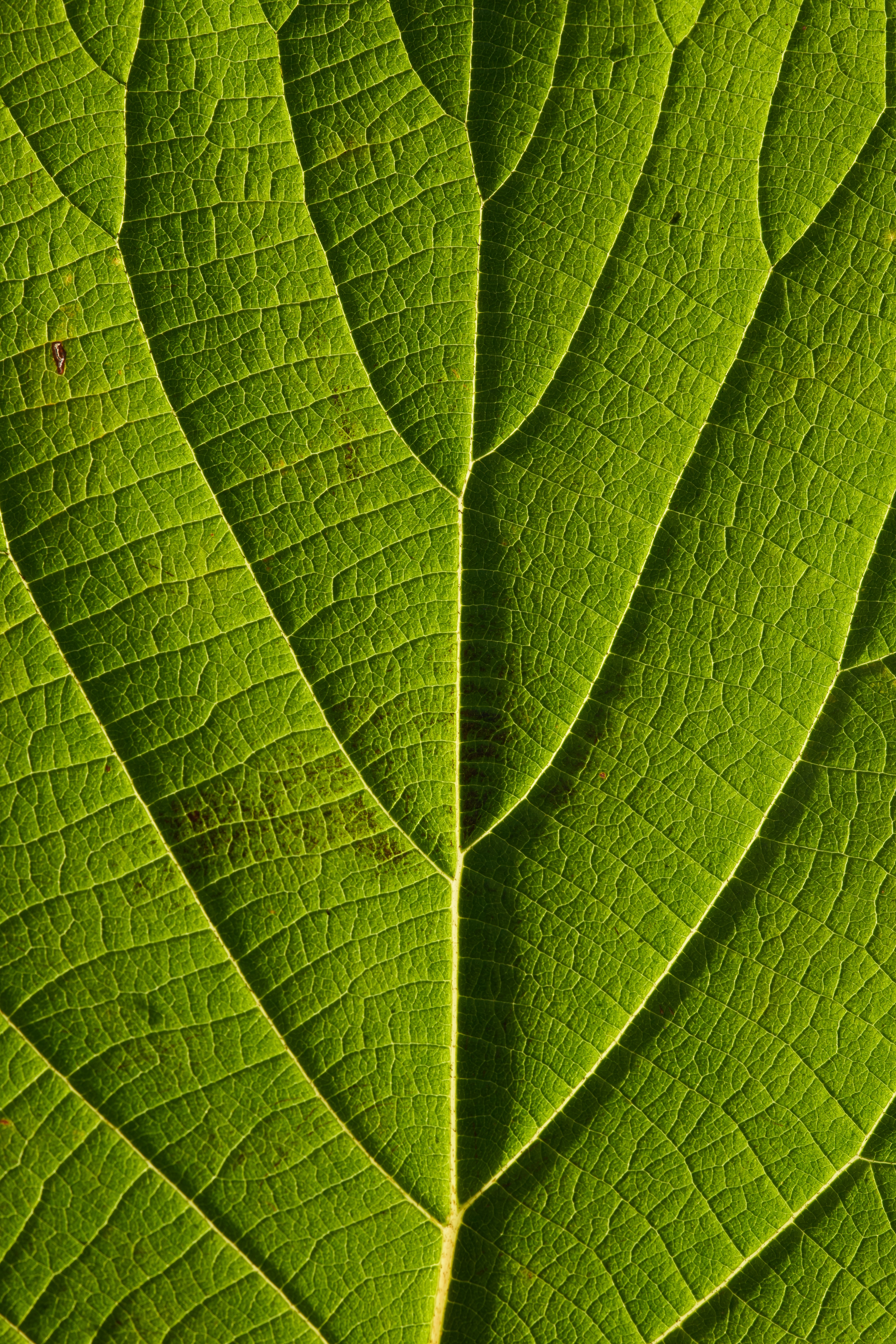 lines, macro, veins, leaf HD Wallpaper for Phone