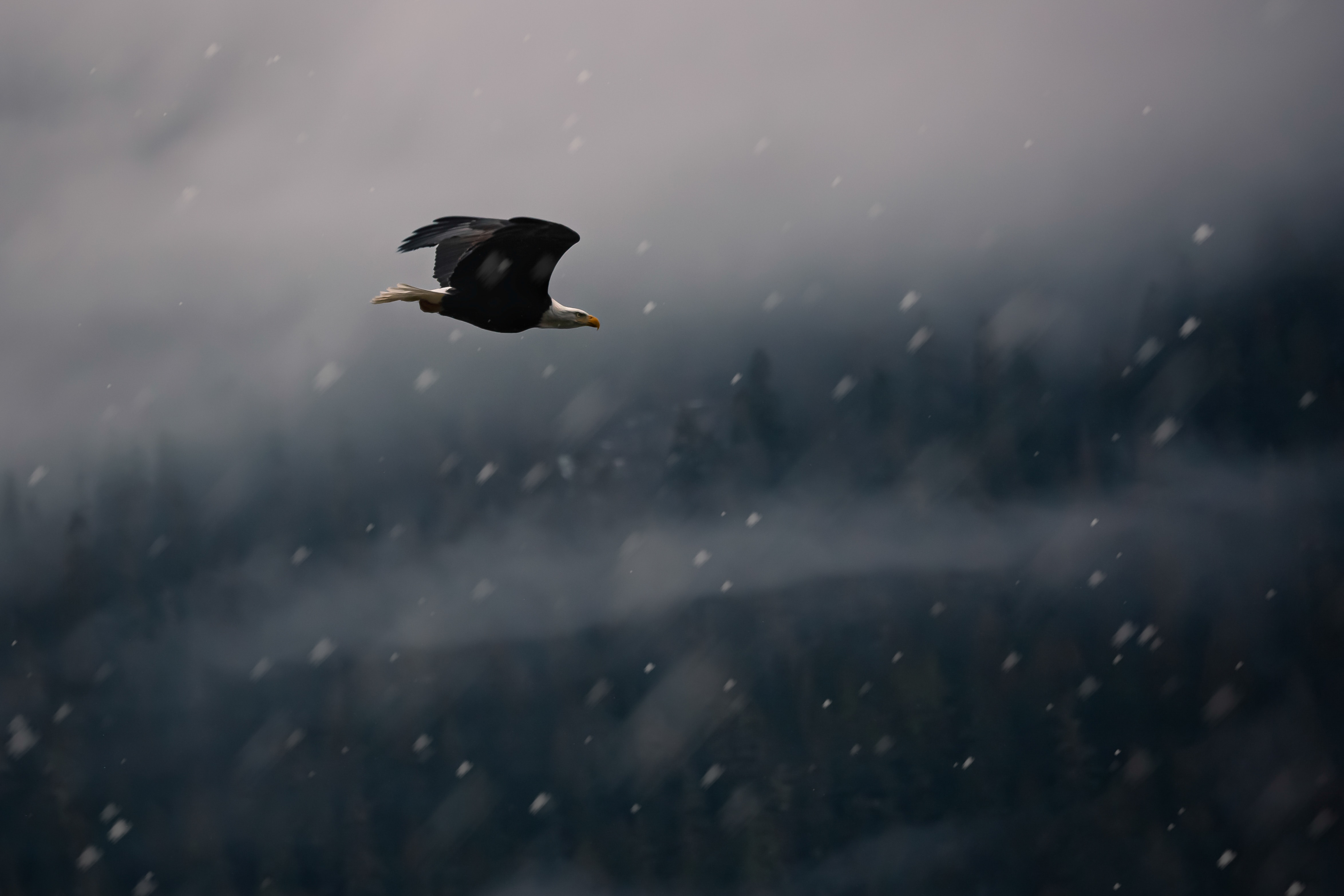 Laden Sie das Tiere, Schnee, Vogel, Flug, Adler-Bild kostenlos auf Ihren PC-Desktop herunter