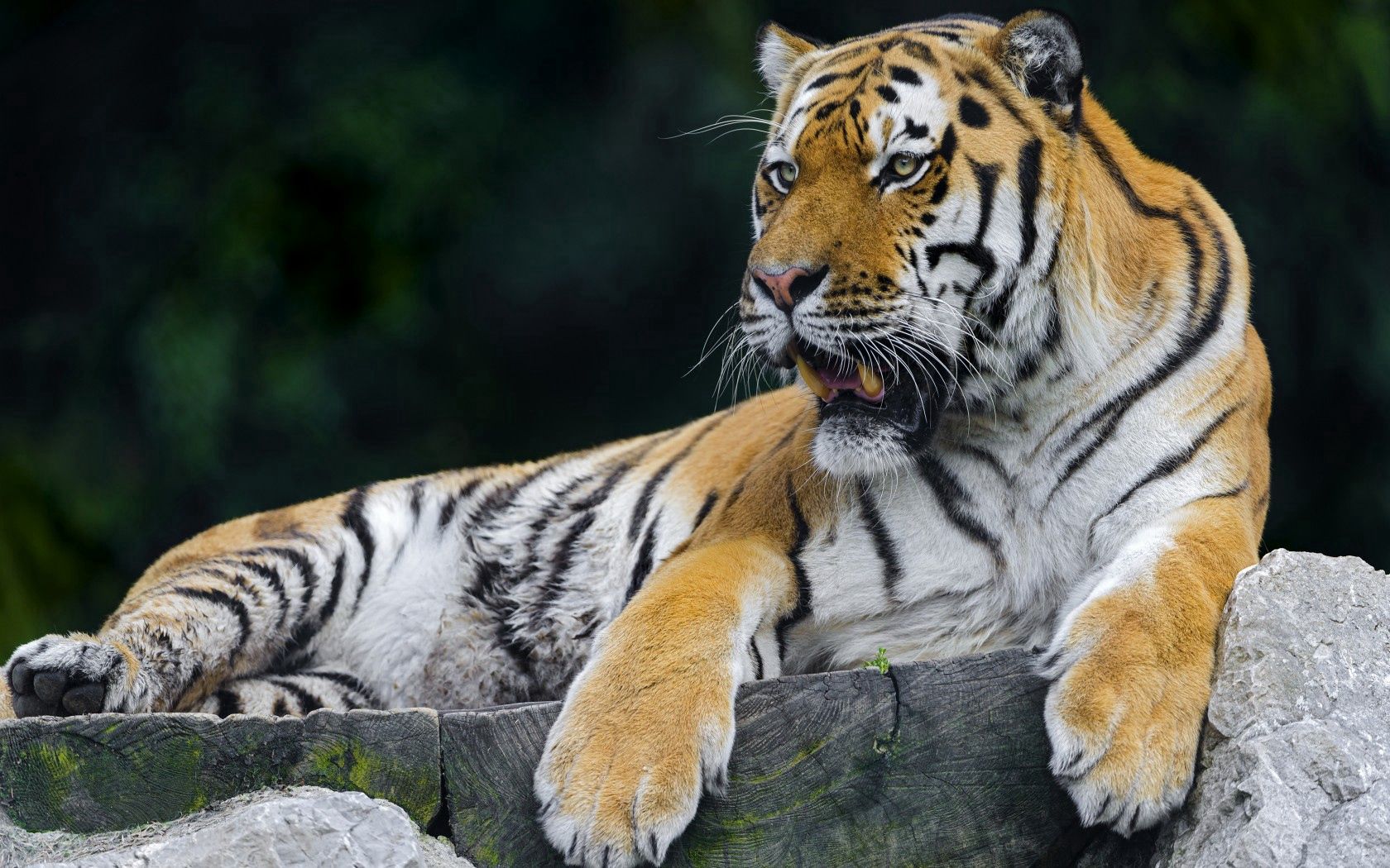 Widescreen image relaxation, animals, tiger, predator