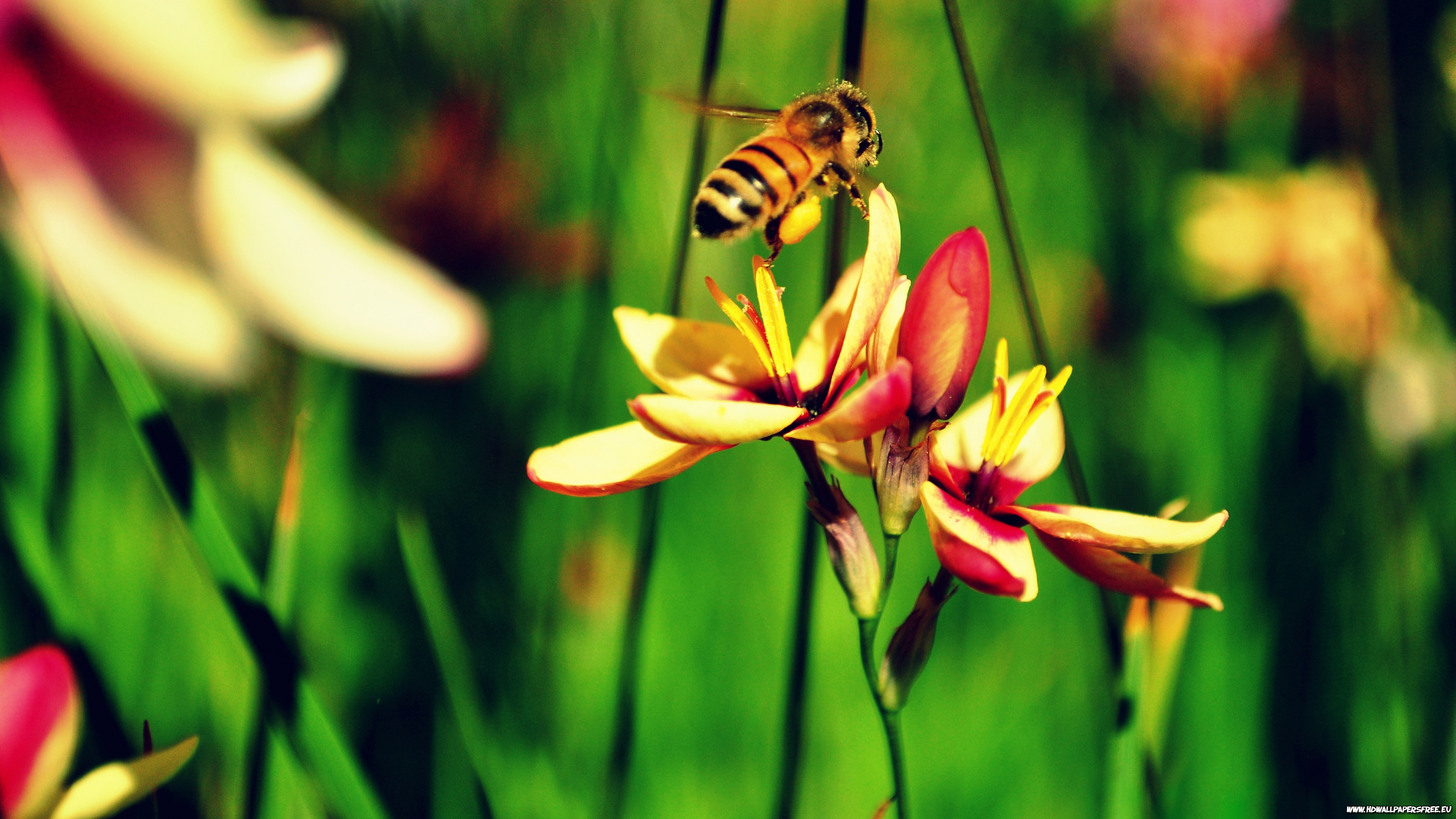 296733 скачать обои животные, пчела, насекомые - заставки и картинки бесплатно