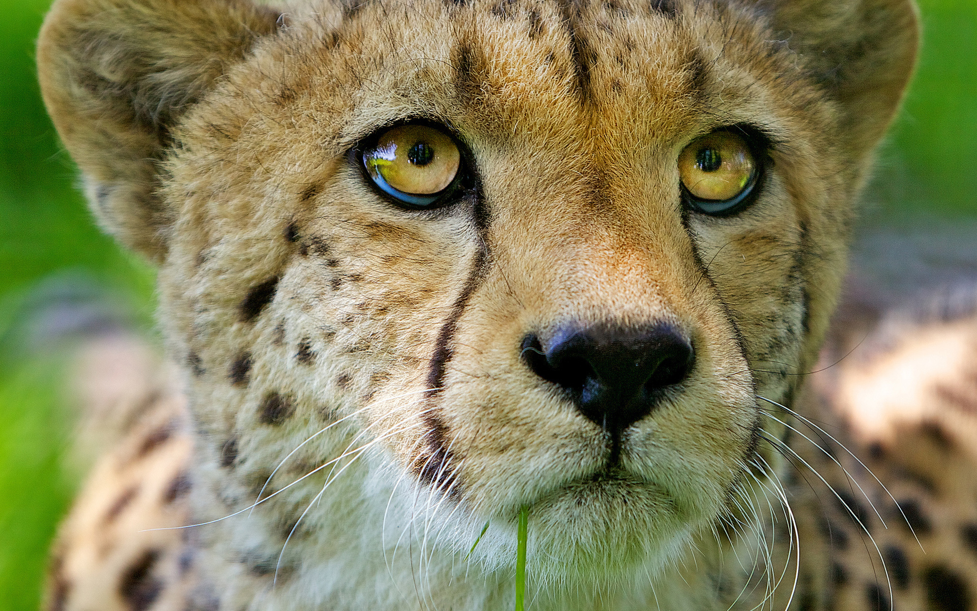 43922 Hintergrundbild herunterladen tiere, jaguar, gelb - Bildschirmschoner und Bilder kostenlos