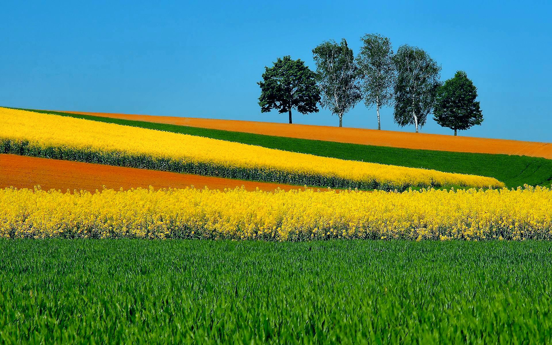yellow flower, photography, field, tree, landscape, grass wallpaper for mobile