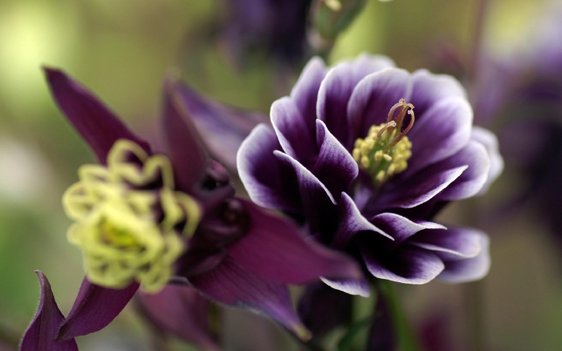 手機的187059屏保和壁紙紫花。 免費下載  圖片