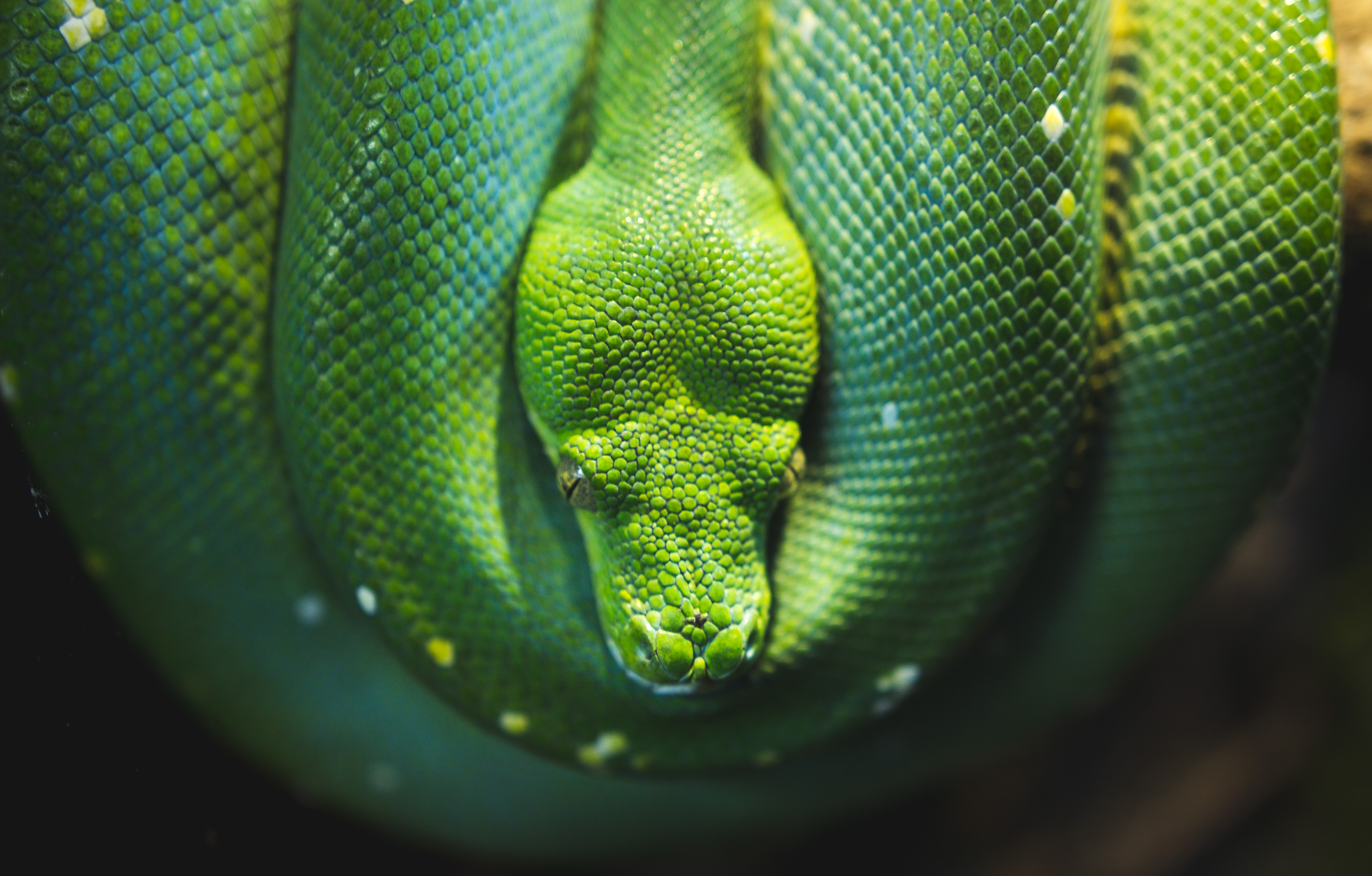 Laden Sie das Tiere, Wilde Natur, Wildlife, Reptil, Reptile, Schlange-Bild kostenlos auf Ihren PC-Desktop herunter