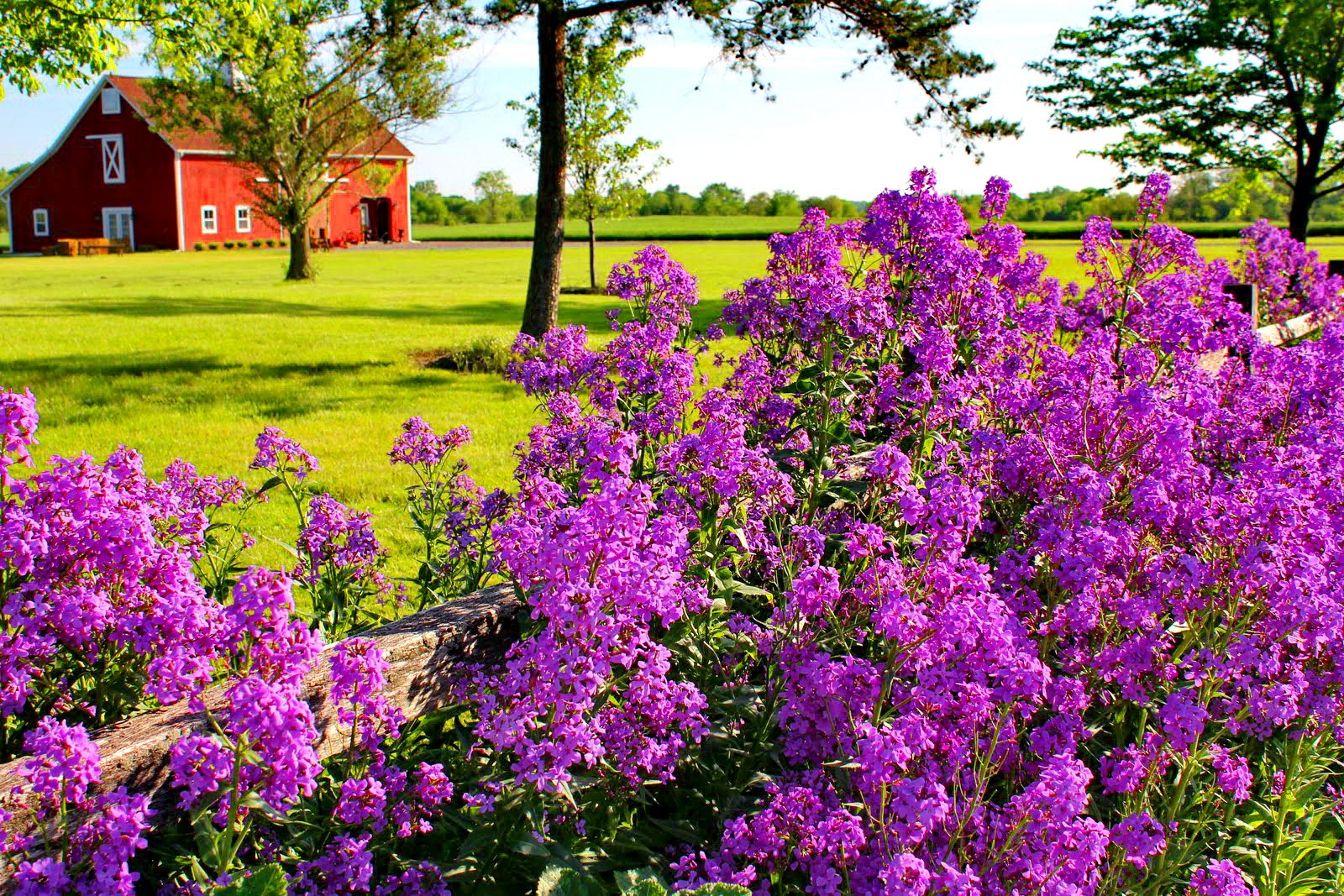 countryside, fence, pink flower, bush Lilac HQ Background Wallpapers