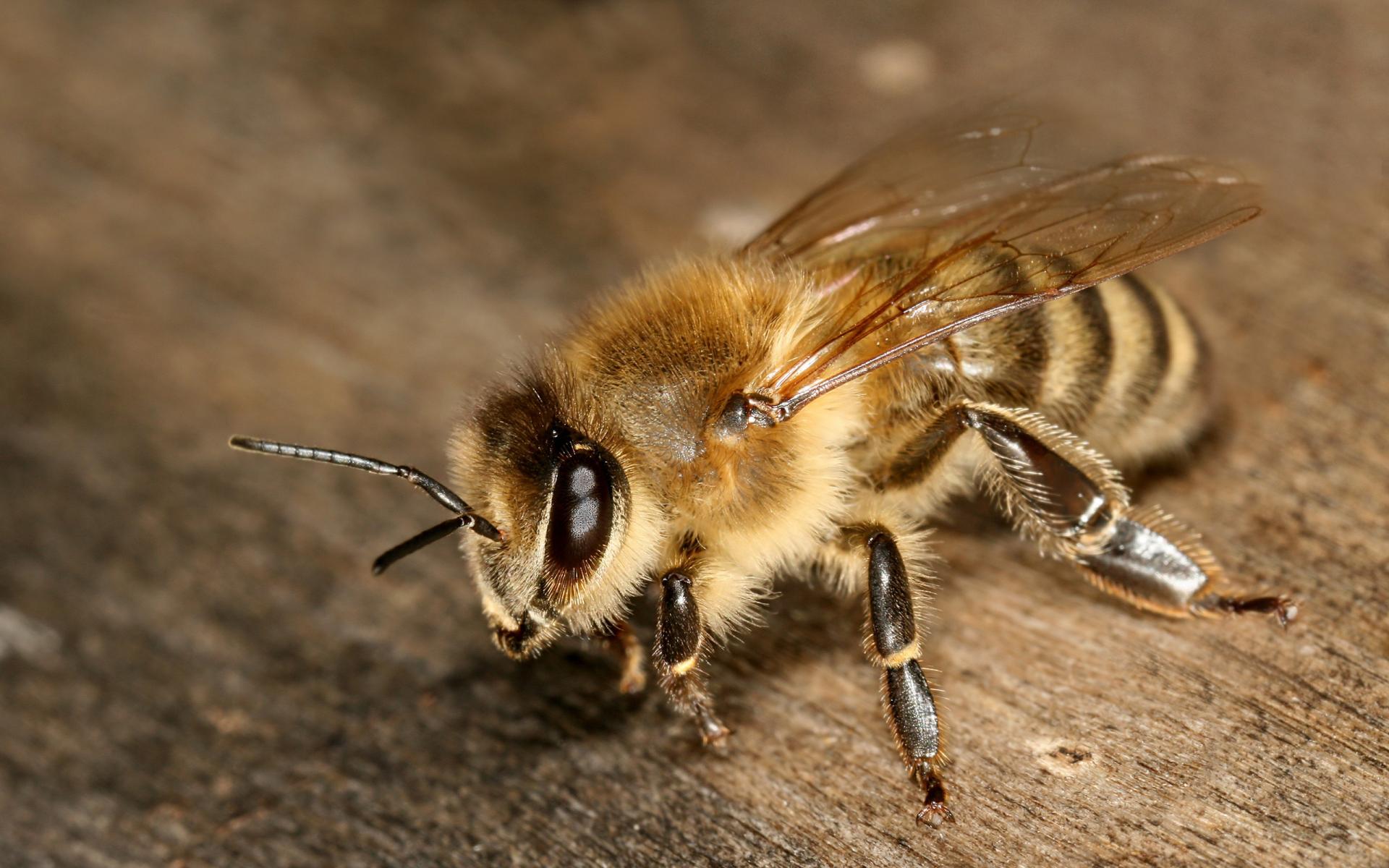 1467178 免費下載壁紙 动物, 蜜蜂, 特写, 昆虫, 宏 屏保和圖片