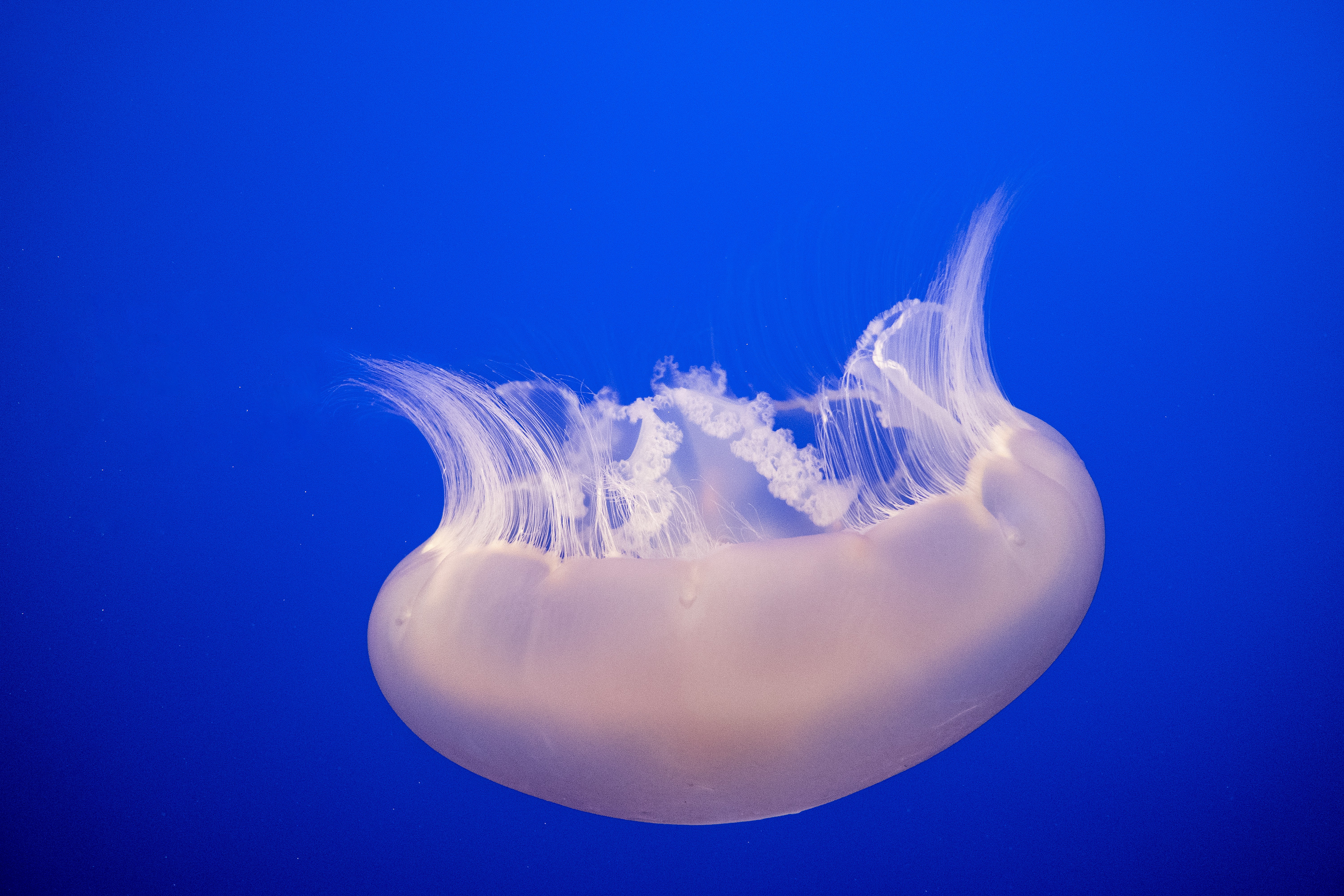 Free HD jellyfish, animals, water, swimming, macro, tentacles