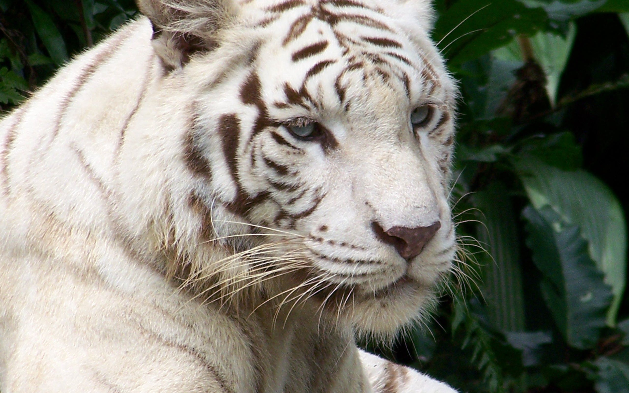 Widescreen image tiger, albino, animals, striped