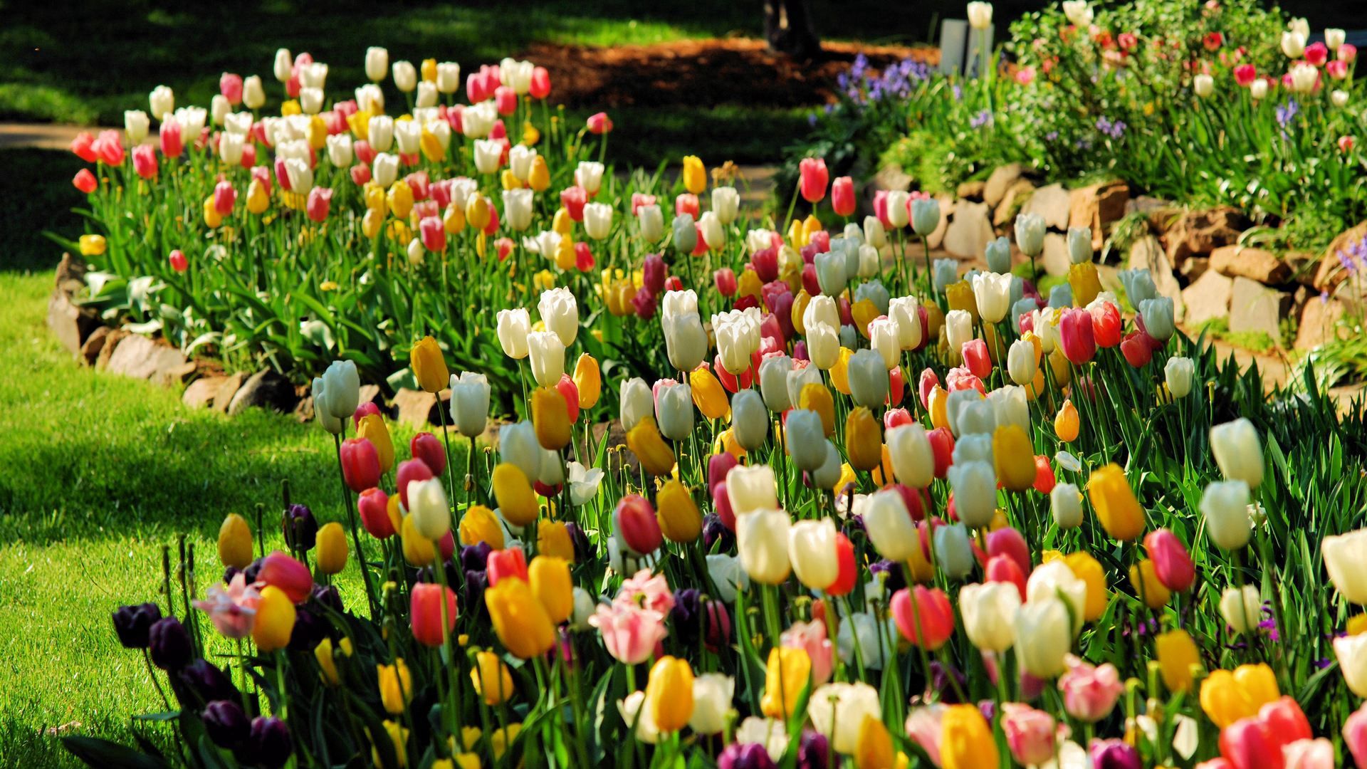 64929 Bild herunterladen tulpen, natur, blumen, blumenbeet - Hintergrundbilder und Bildschirmschoner kostenlos