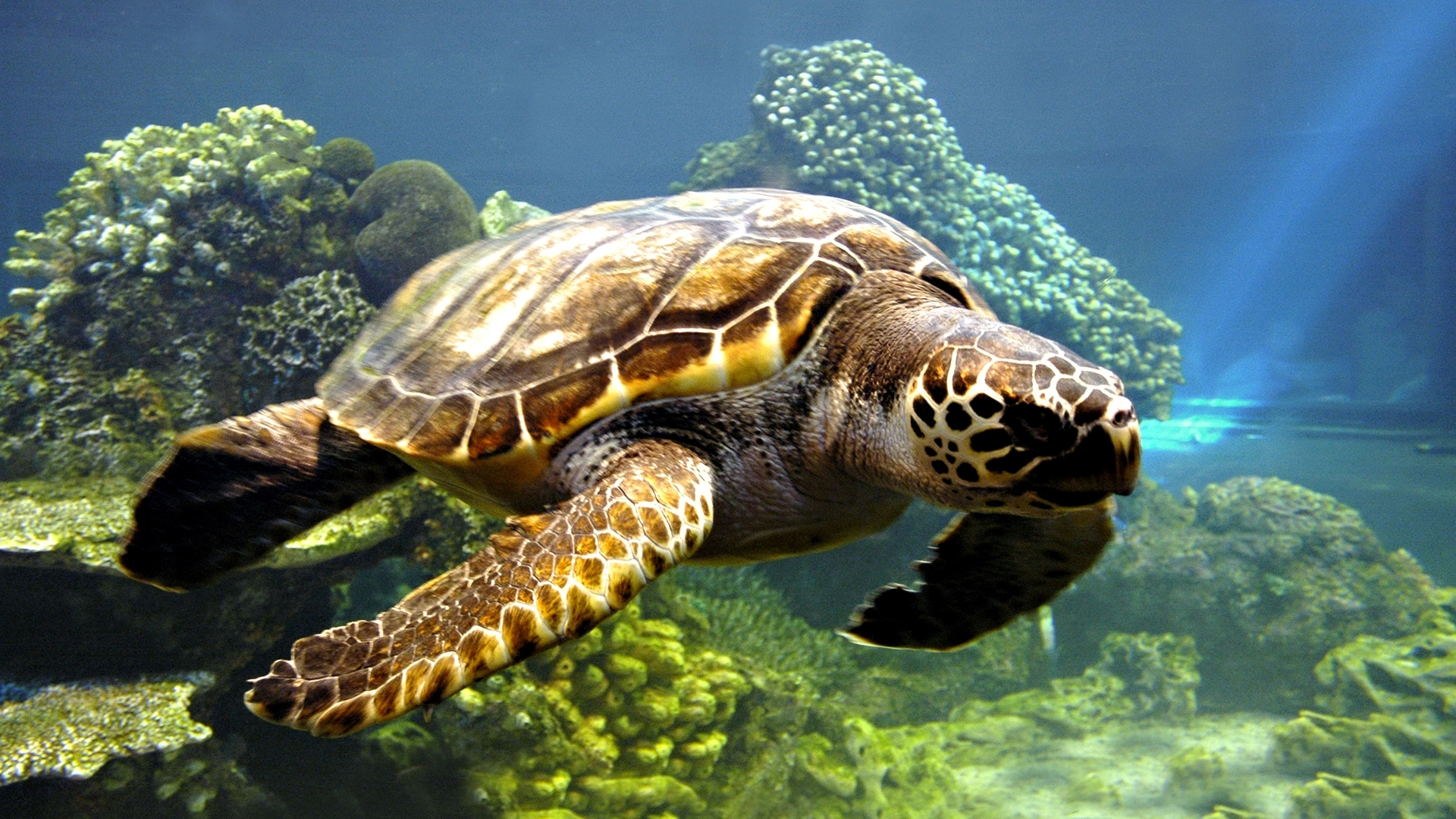 underwater, sea turtle, turtles, animal