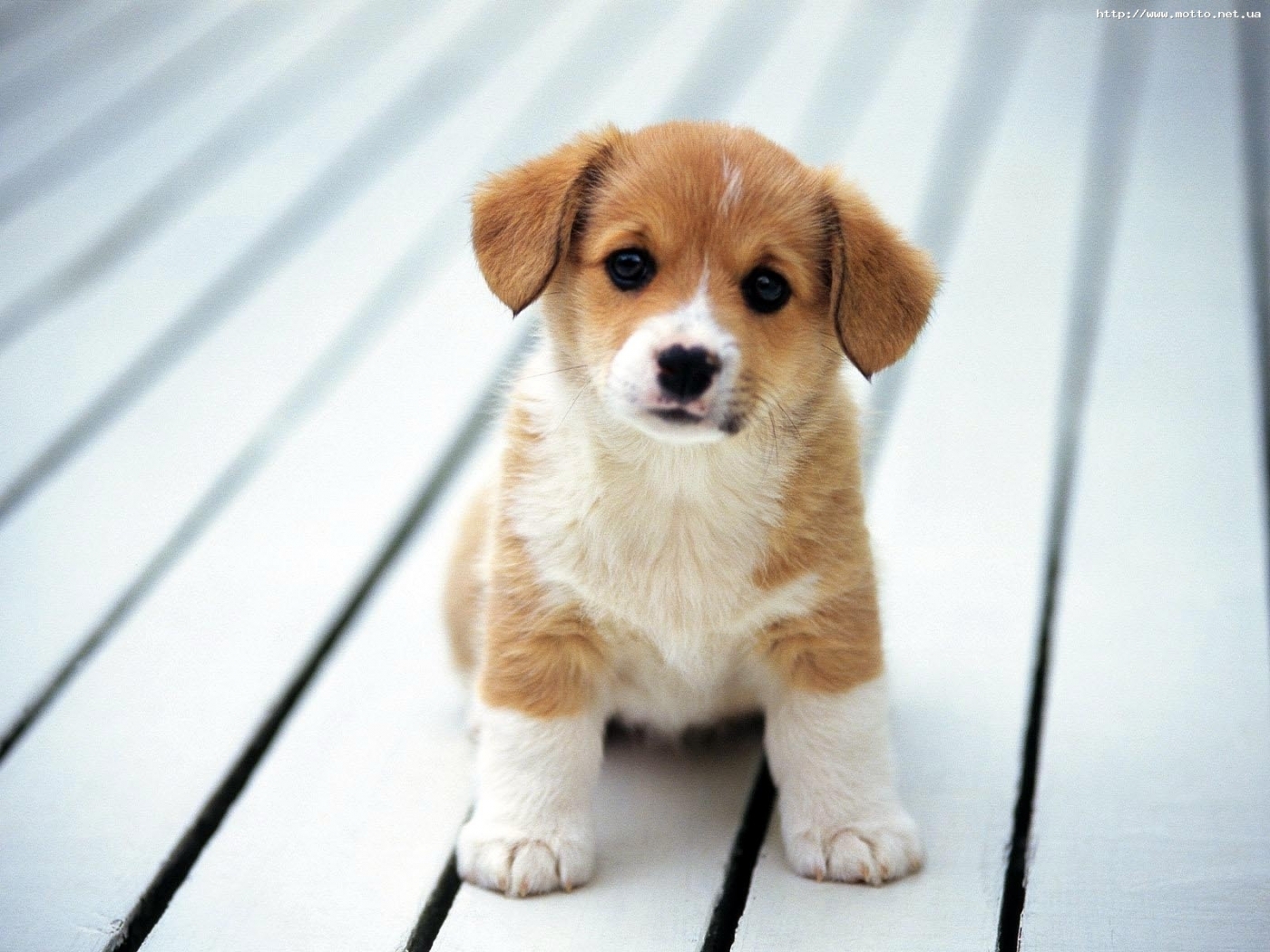 animals, dogs wallpapers for tablet