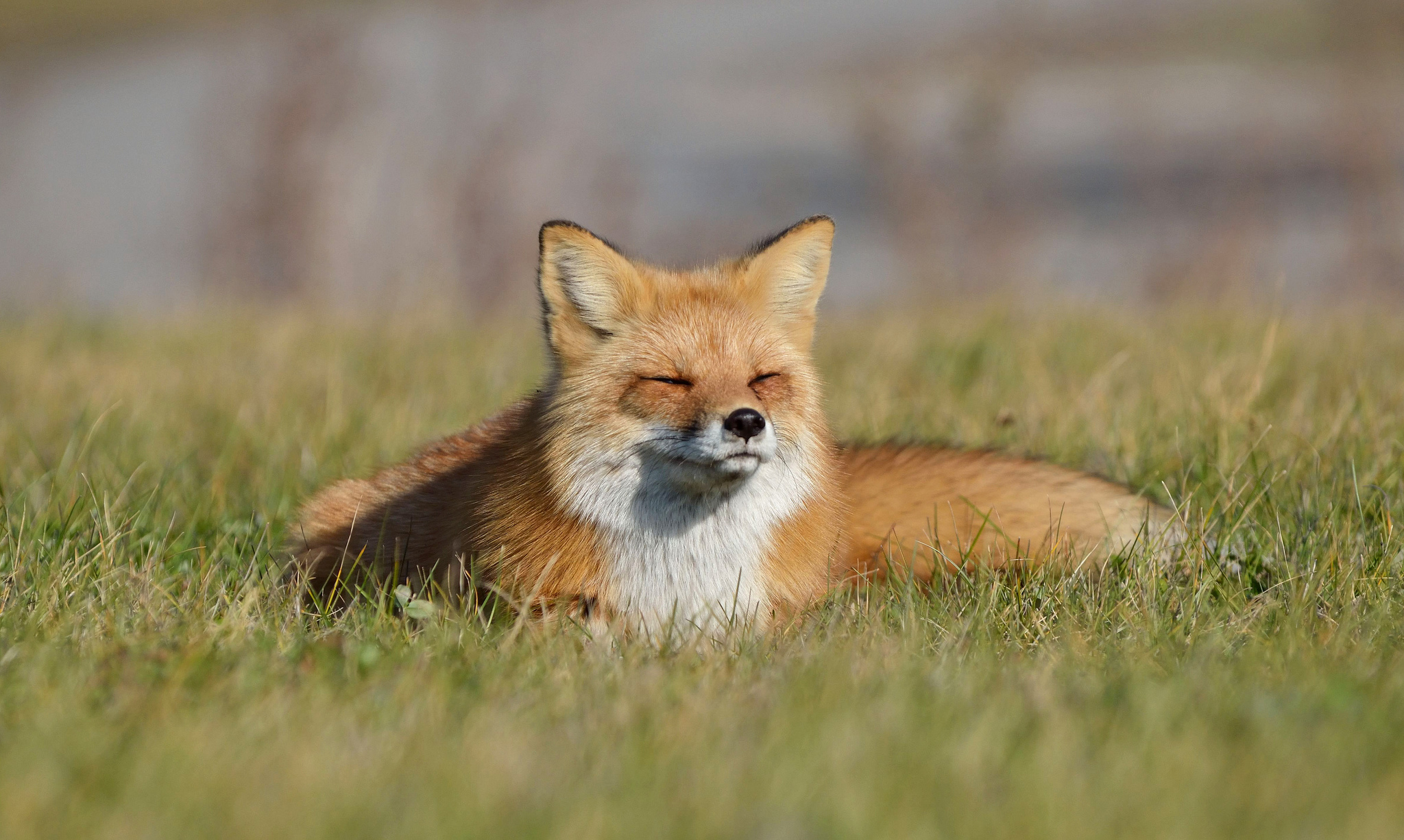86653 download wallpaper fox, animals, grass, to lie down, lie screensavers and pictures for free