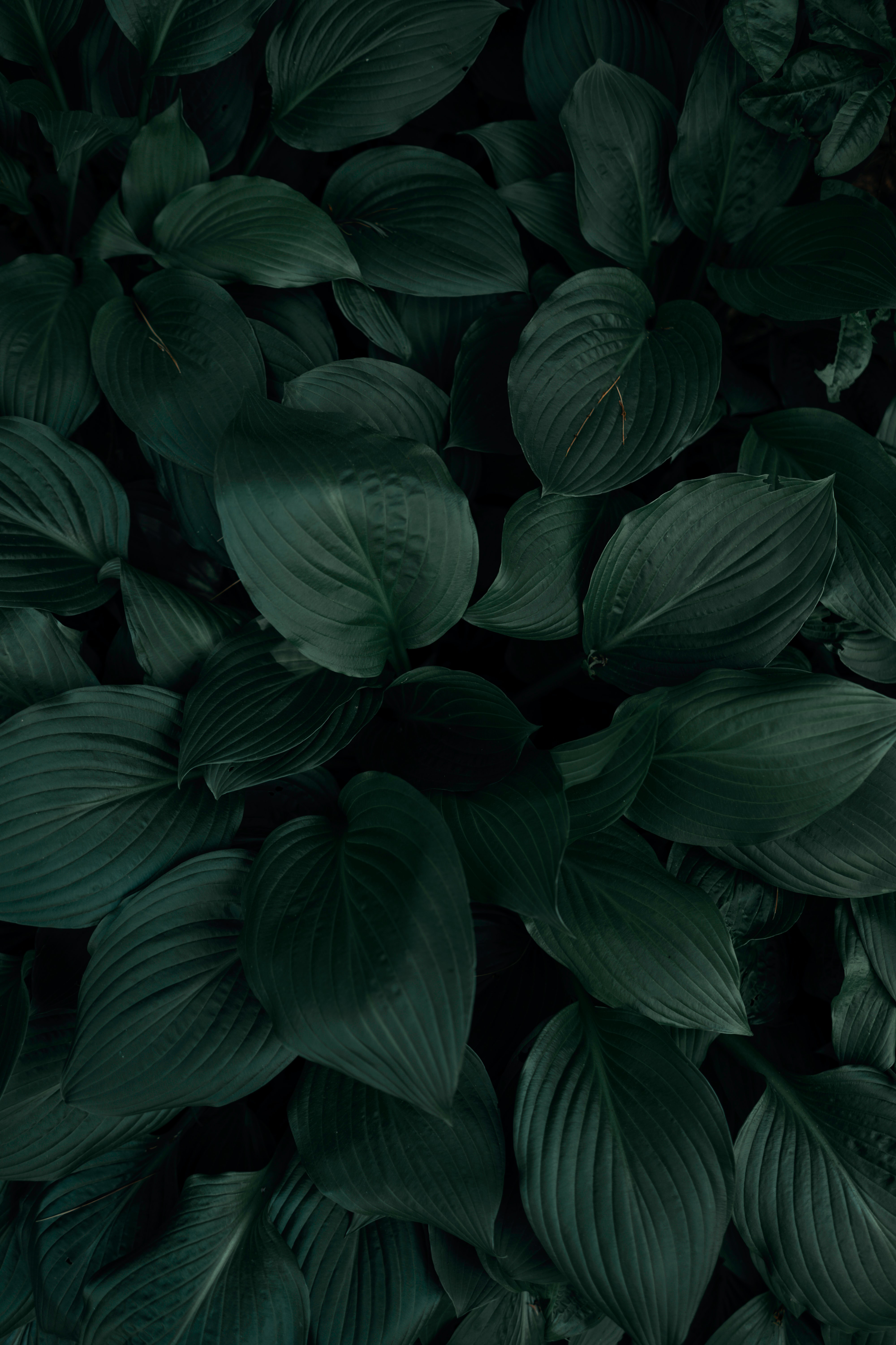 HD wallpaper plant, leaves, green, macro, tropics
