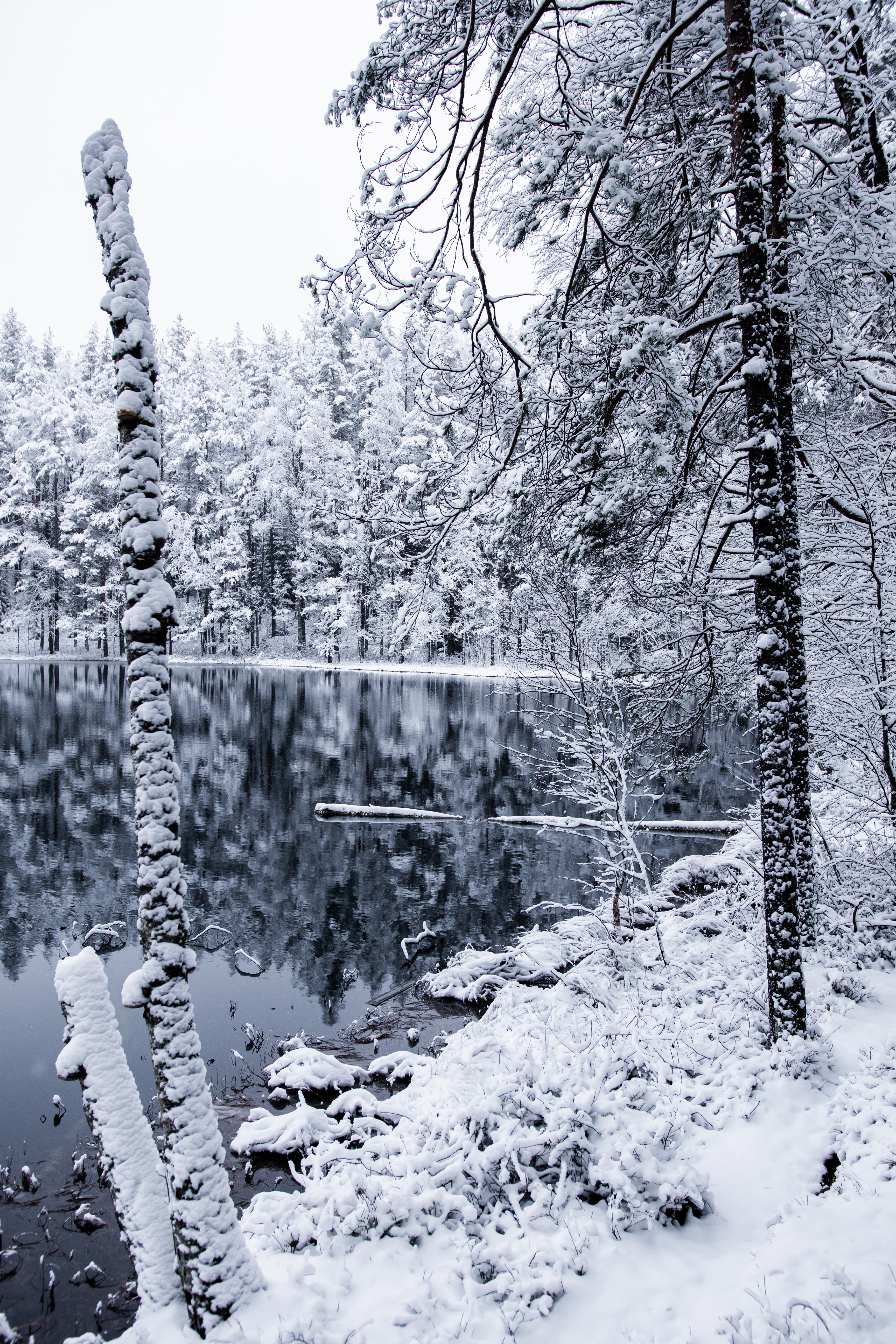 140130 скачать обои разное, зима, деревья, снег, лес, ветки - заставки и картинки бесплатно