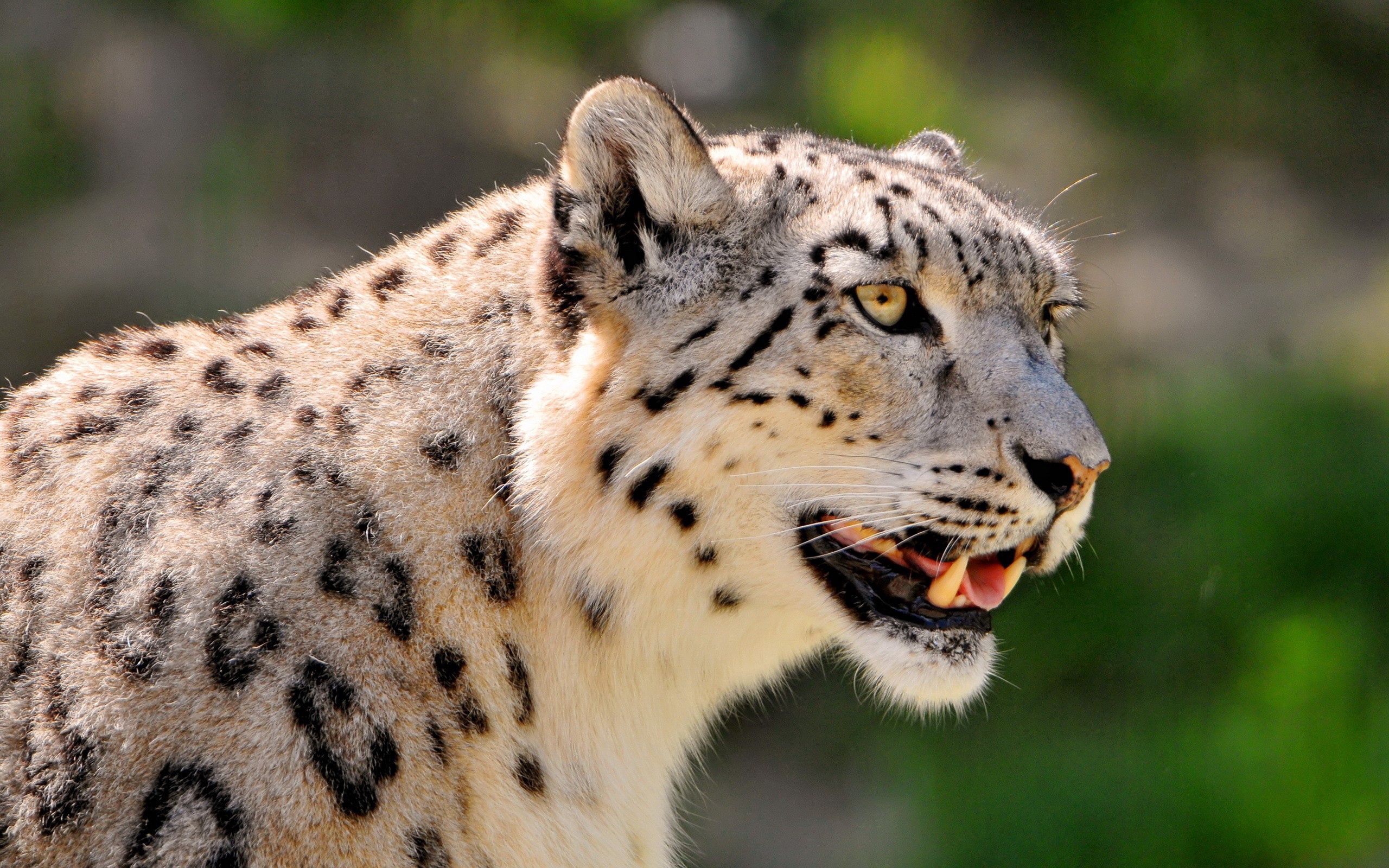 78108 Bild herunterladen schneeleopard, tiere, schnauze, gefleckt, fleckig, farbe, große katze, big cat - Hintergrundbilder und Bildschirmschoner kostenlos