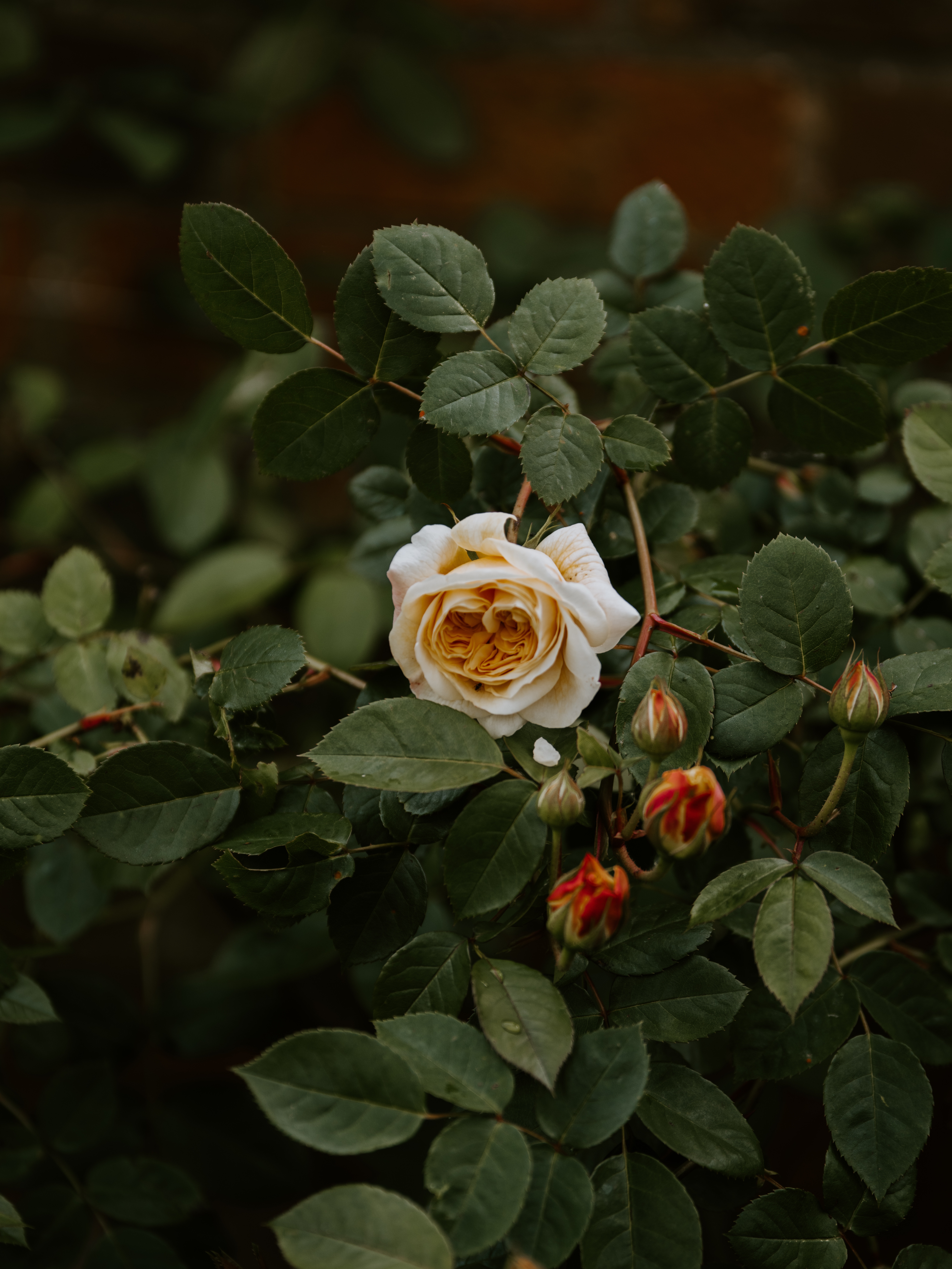Images & Pictures flowering, leaves, buds, rose Rose Flower
