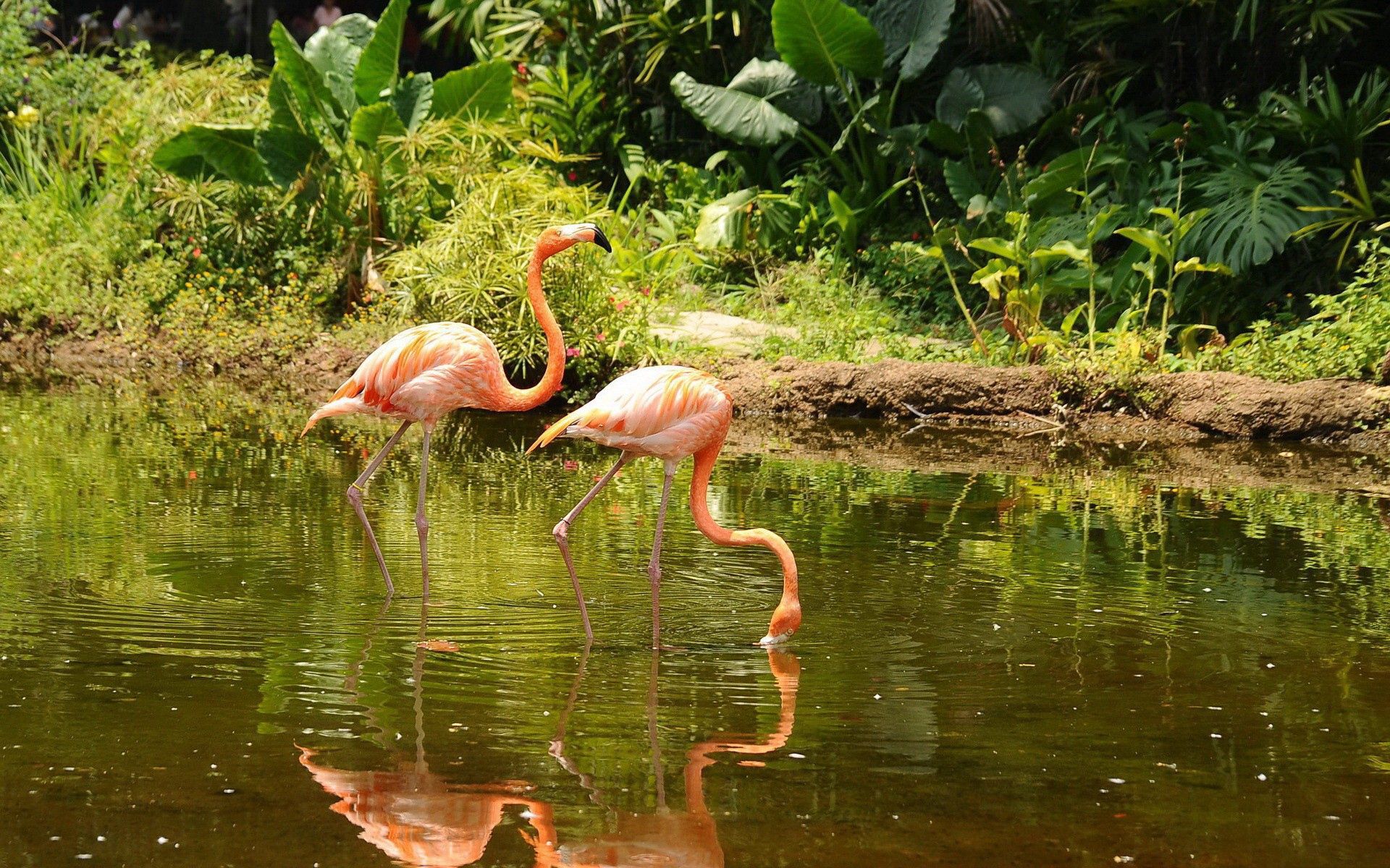 Laden Sie das Tiere, Wasser, Bäume, Flamingo, Paar, Bummel, Spaziergang-Bild kostenlos auf Ihren PC-Desktop herunter