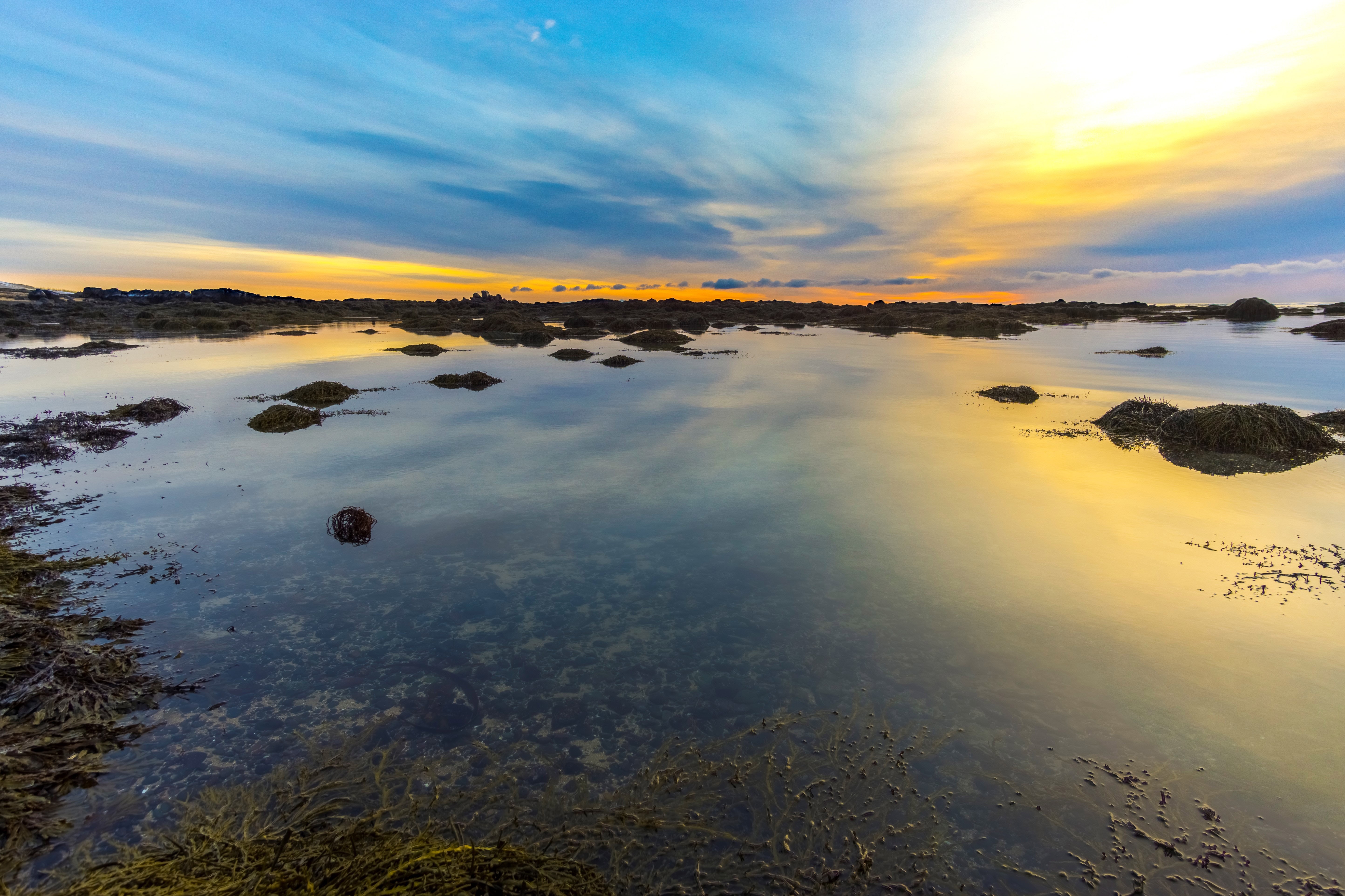 horizon, sky, algae, nature Seaweed HD Android Wallpapers
