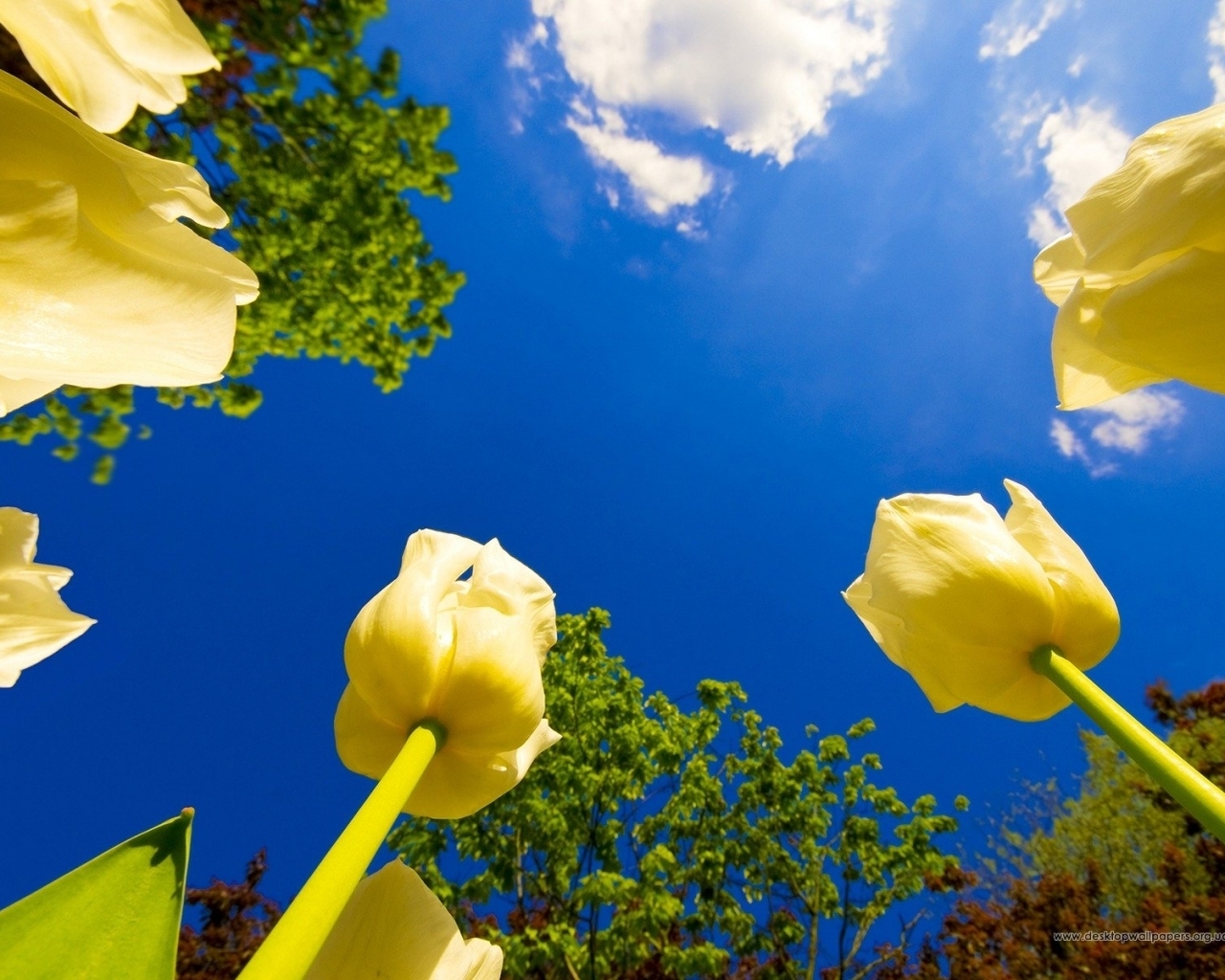 301 télécharger le fond d'écran plantes, fleurs, sky, tulipes, bleu - économiseurs d'écran et images gratuitement