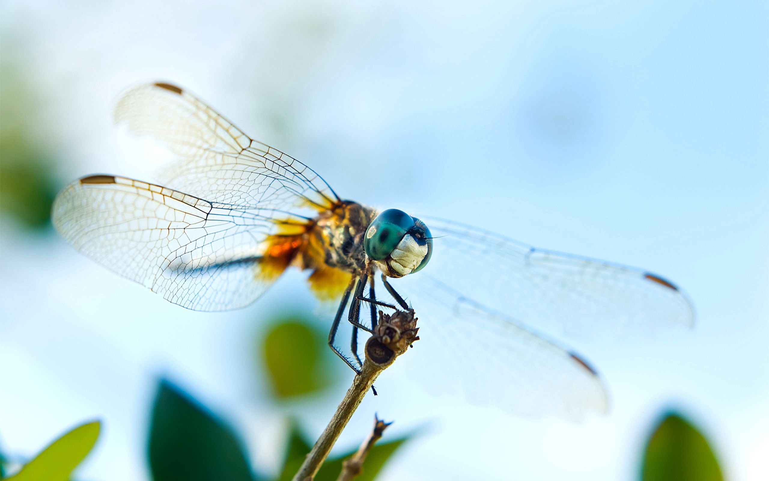 Laden Sie das Makro, Insekt, Flug, Flügel, Libelle-Bild kostenlos auf Ihren PC-Desktop herunter