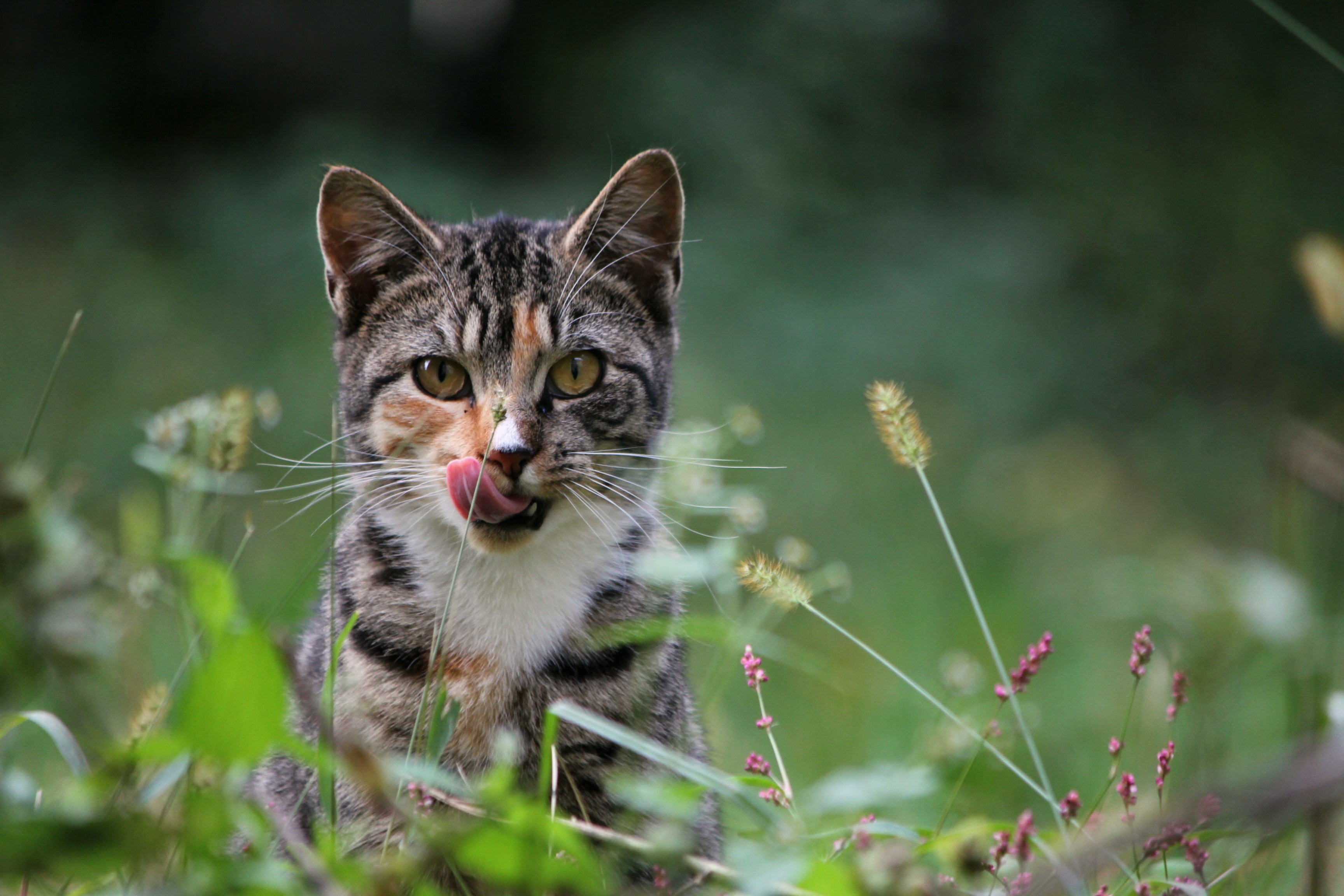 animals, grass, cat, lick your lips, licking 4K Ultra.