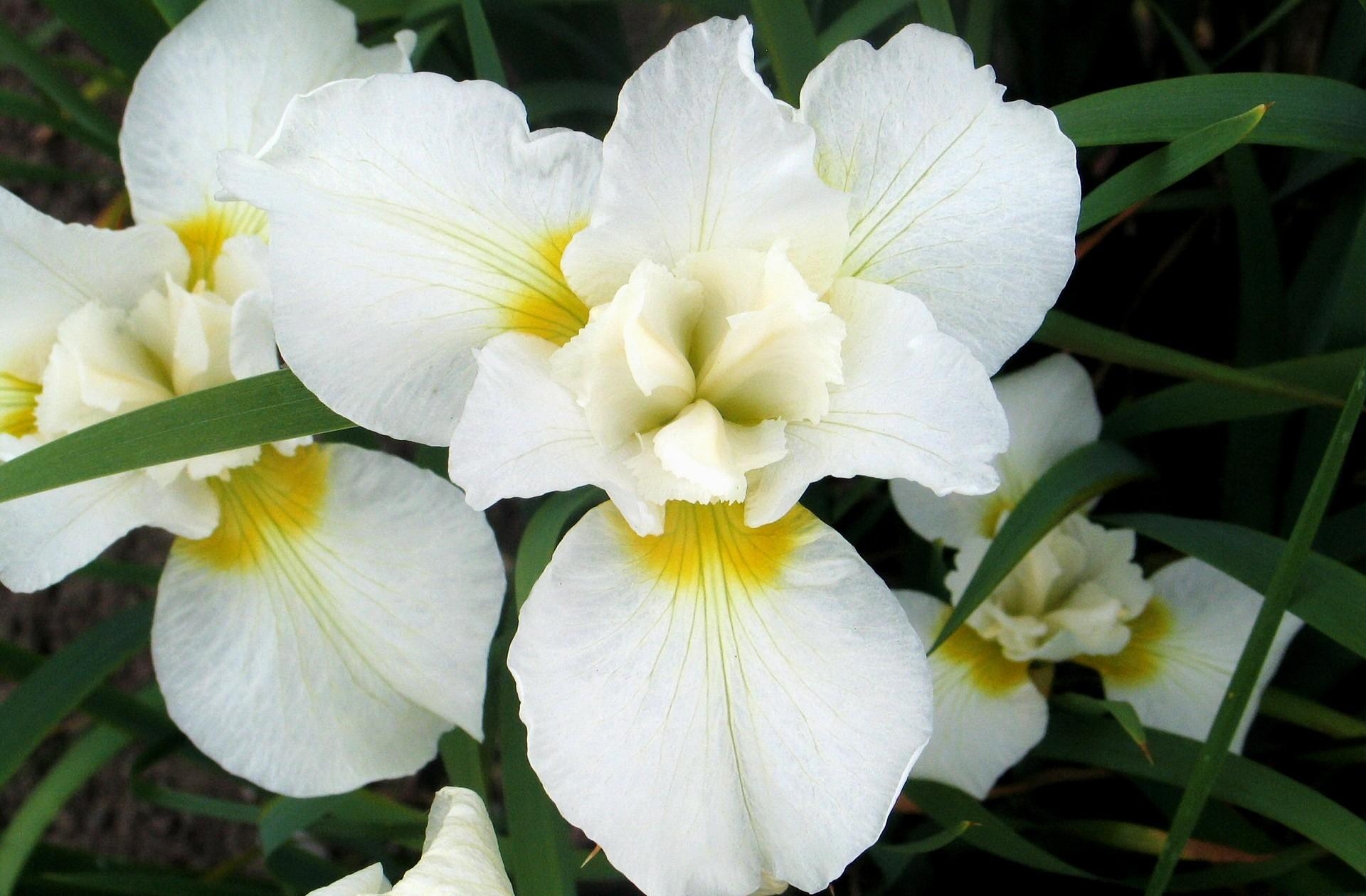 134302 Hintergrundbilder und Blumenbeet Bilder auf dem Desktop. Laden Sie orchideen, blumen, blätter, weiß Bildschirmschoner kostenlos auf den PC herunter