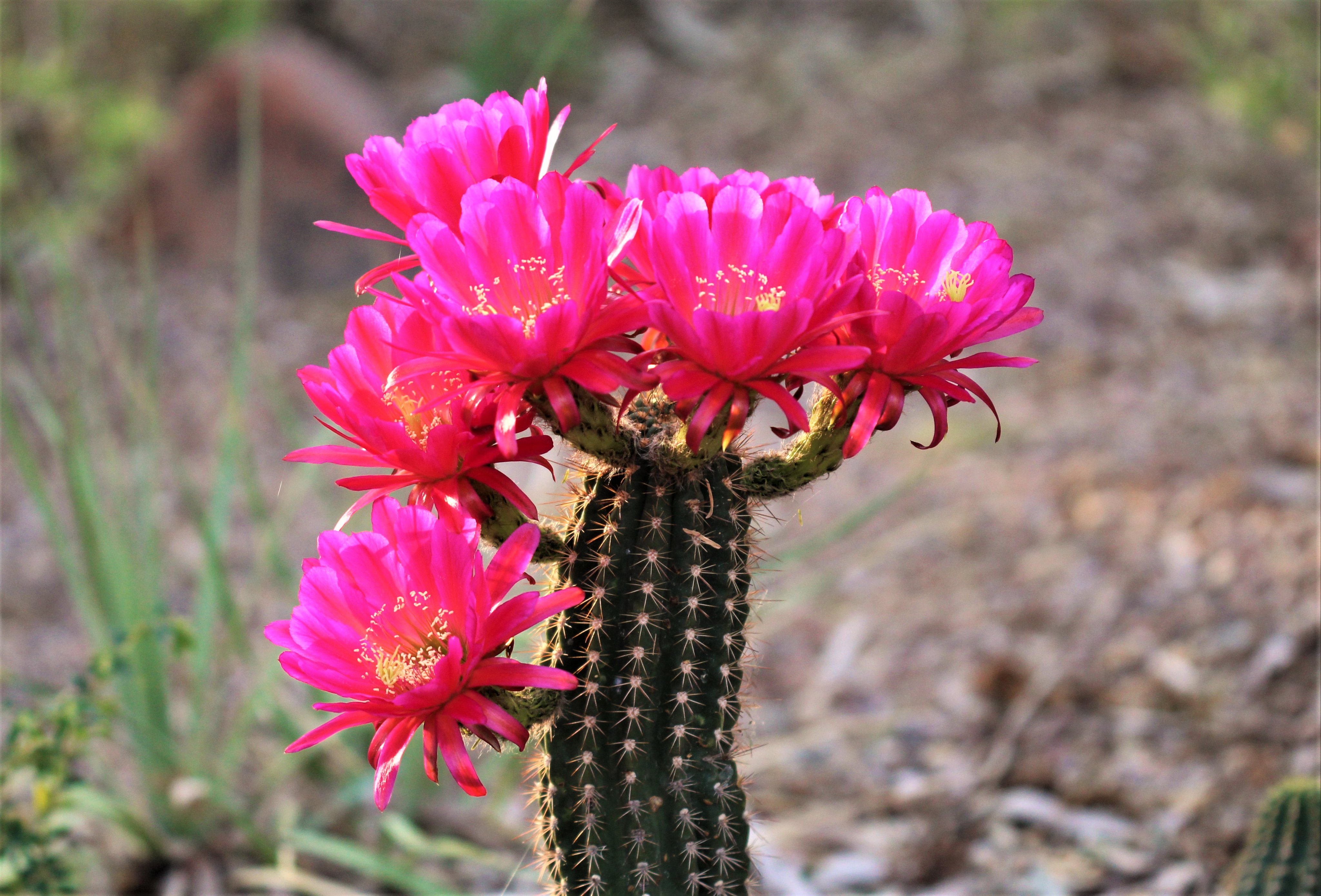 Descargar la imagen en teléfono: Cactus, Planta, Floración, Cacto,  Florecer, Flores, gratis. 77944.