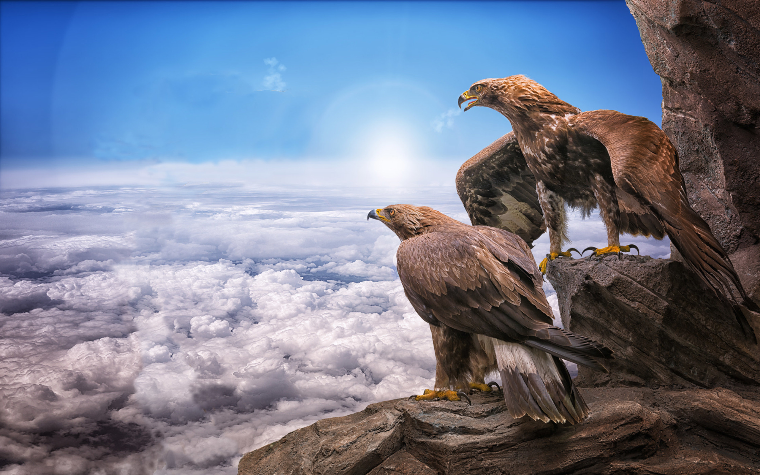 Fondo de pantalla de escritorio HD: Animales, Águila, Águila Real, Aves,  Ave descargar imagen gratis #457484