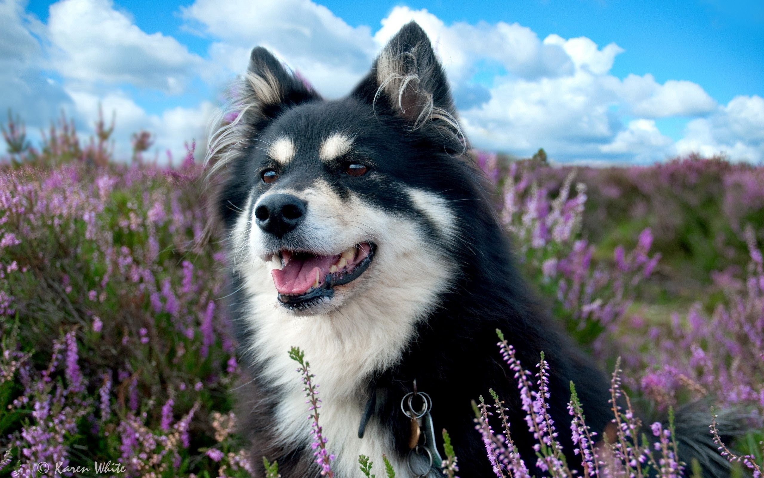 Laden Sie das Tiere, Blumen, Grass, Hund, Gefleckt, Fleckig-Bild kostenlos auf Ihren PC-Desktop herunter