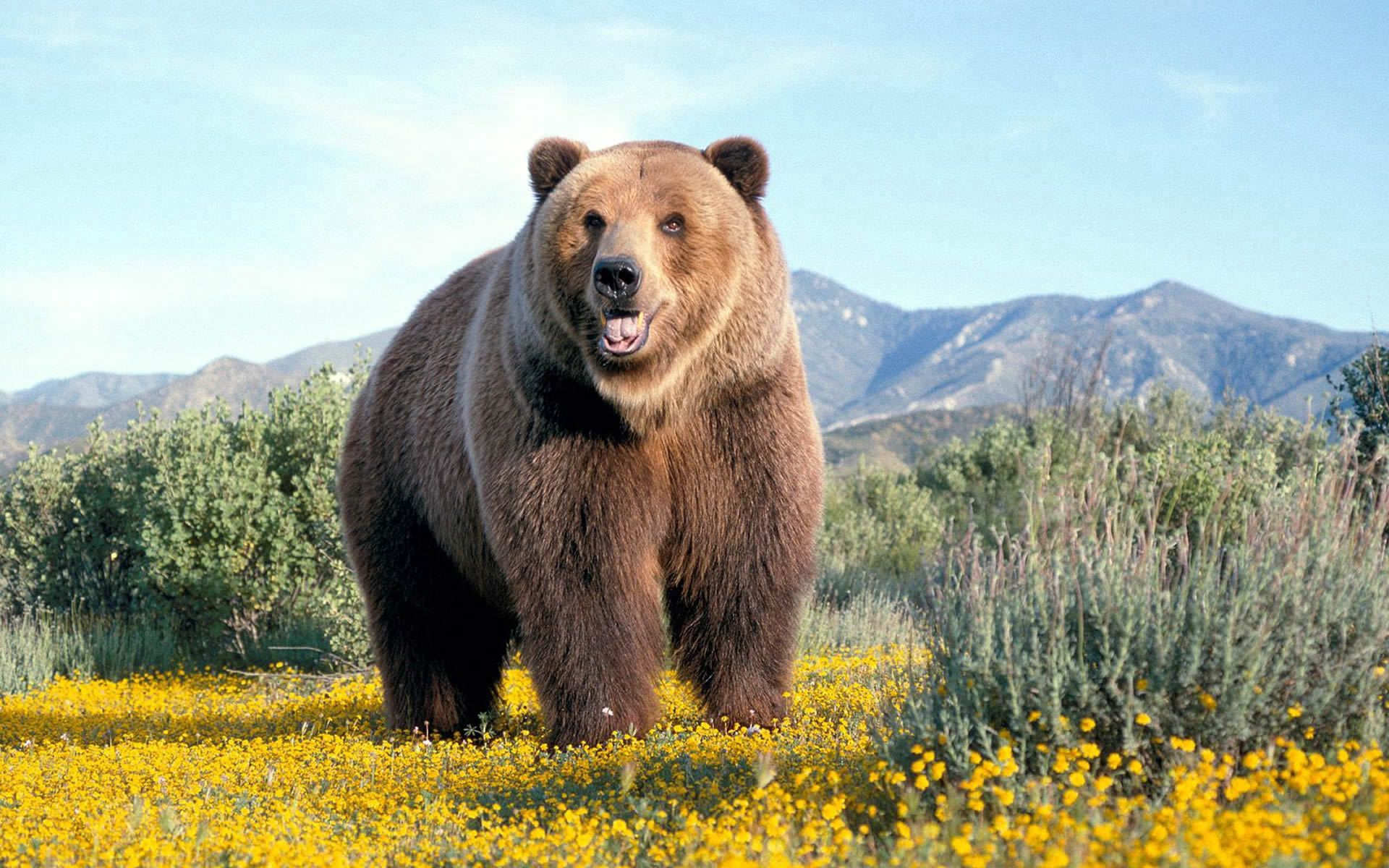 bear, animals, flowers, grass, brown phone wallpaper