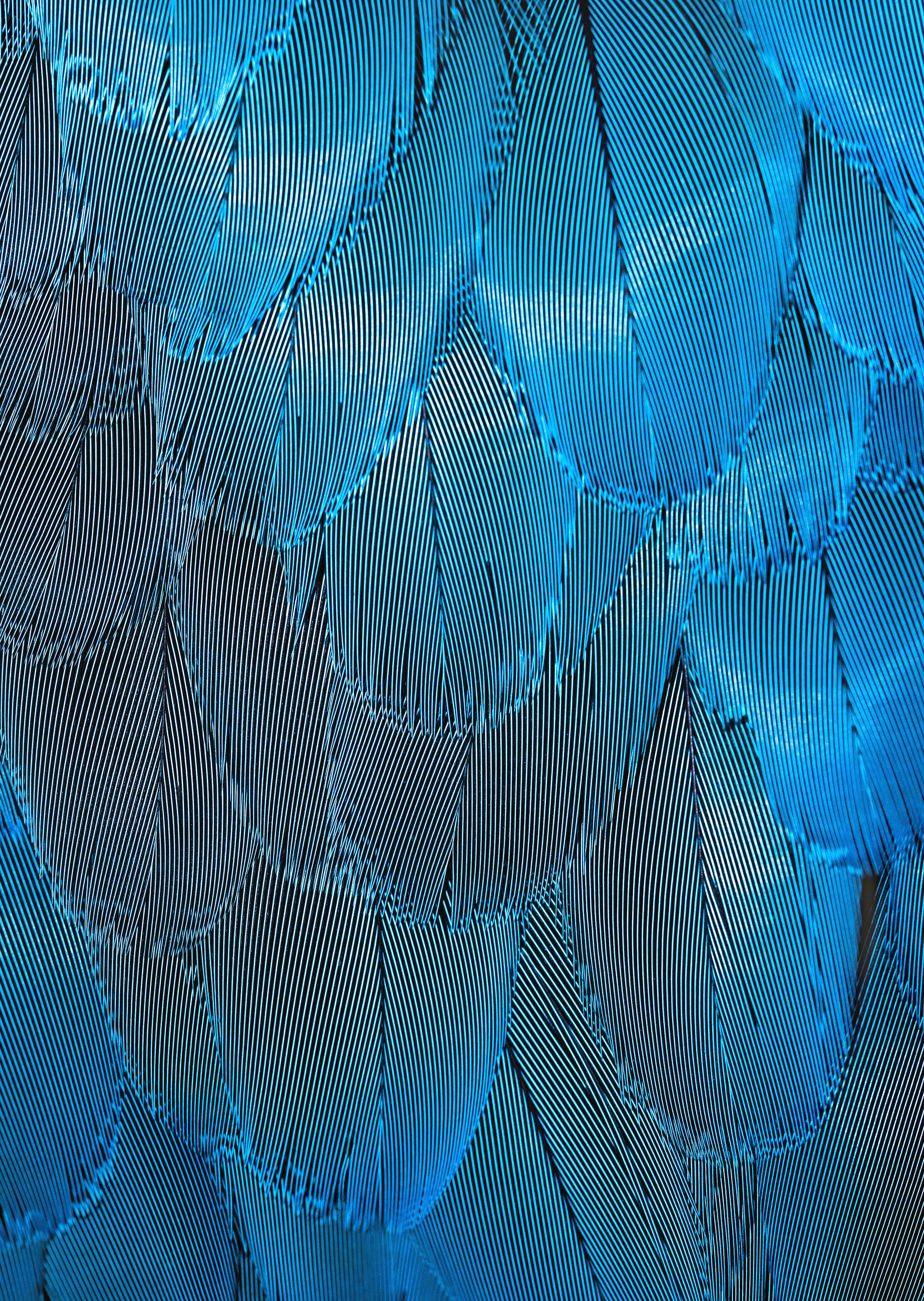 macro, feather, textures, blue, texture, iridescent UHD