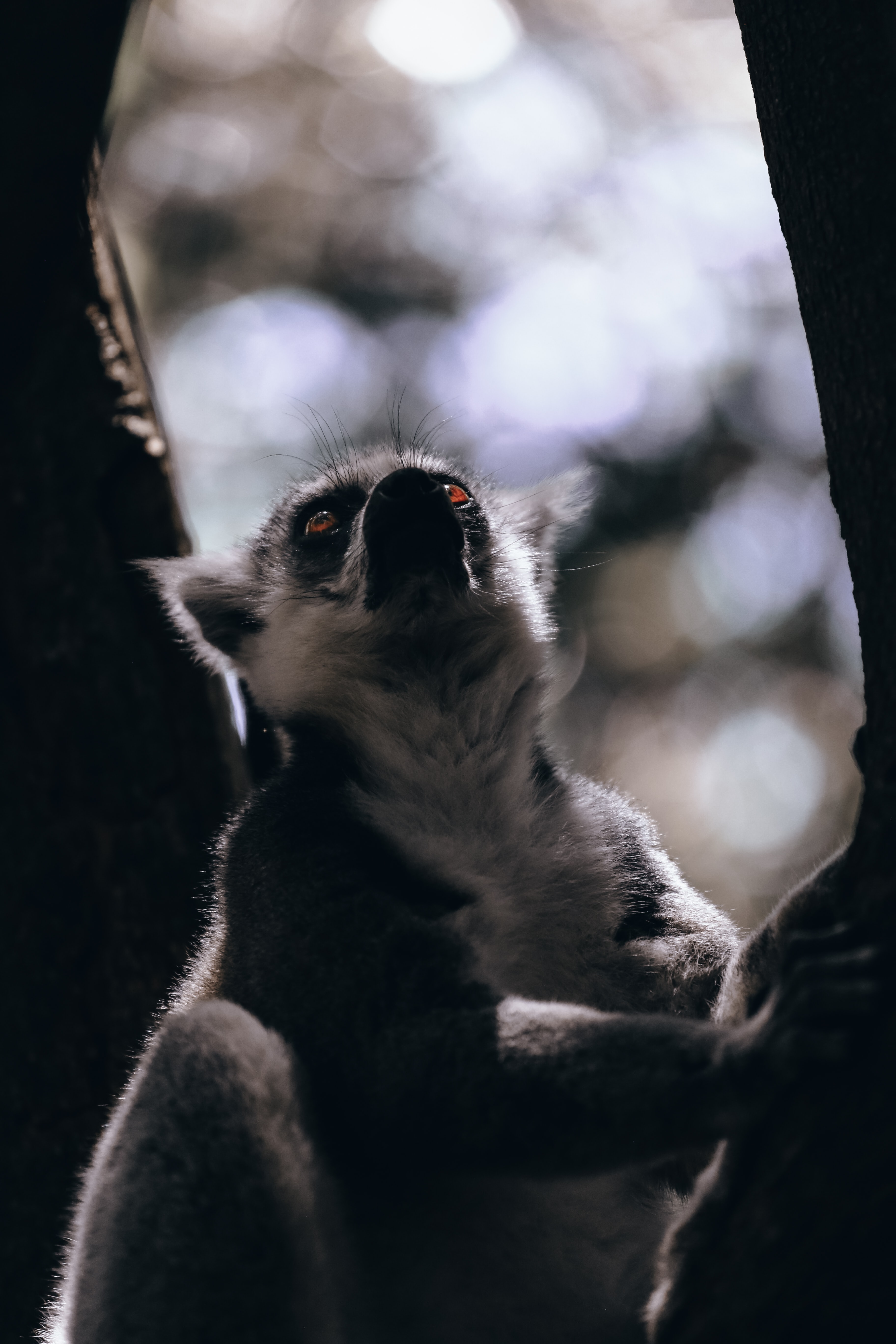 136060 Bildschirmschoner und Hintergrundbilder Lemur auf Ihrem Telefon. Laden Sie wilde natur, tiere, tier, meinung Bilder kostenlos herunter