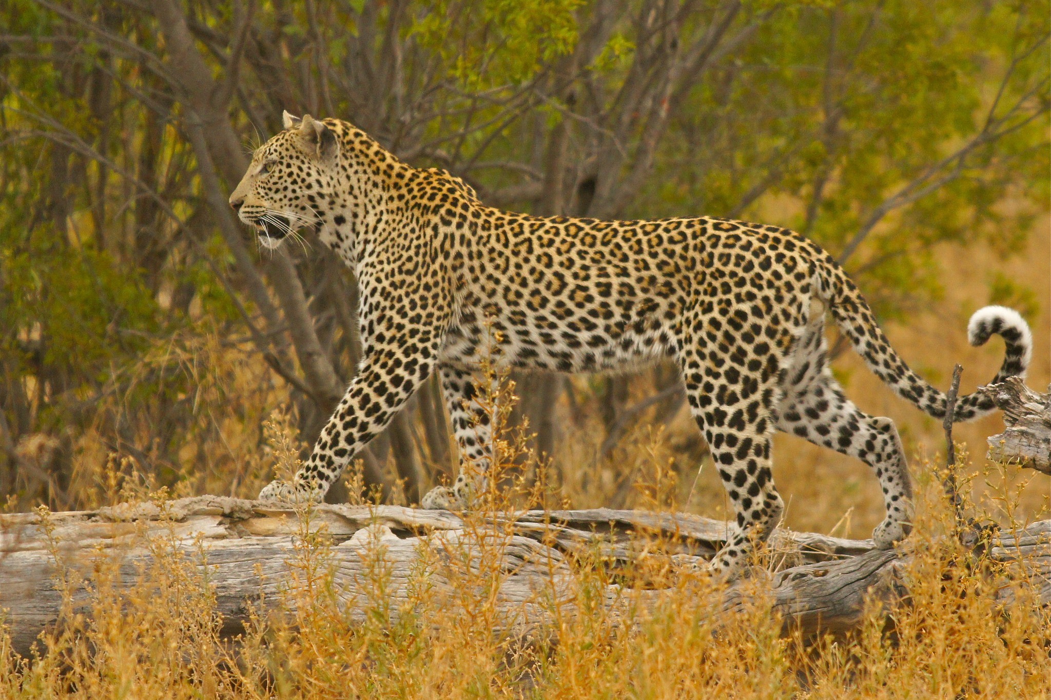 animal, leopard, bush, savannah, trunk, cats