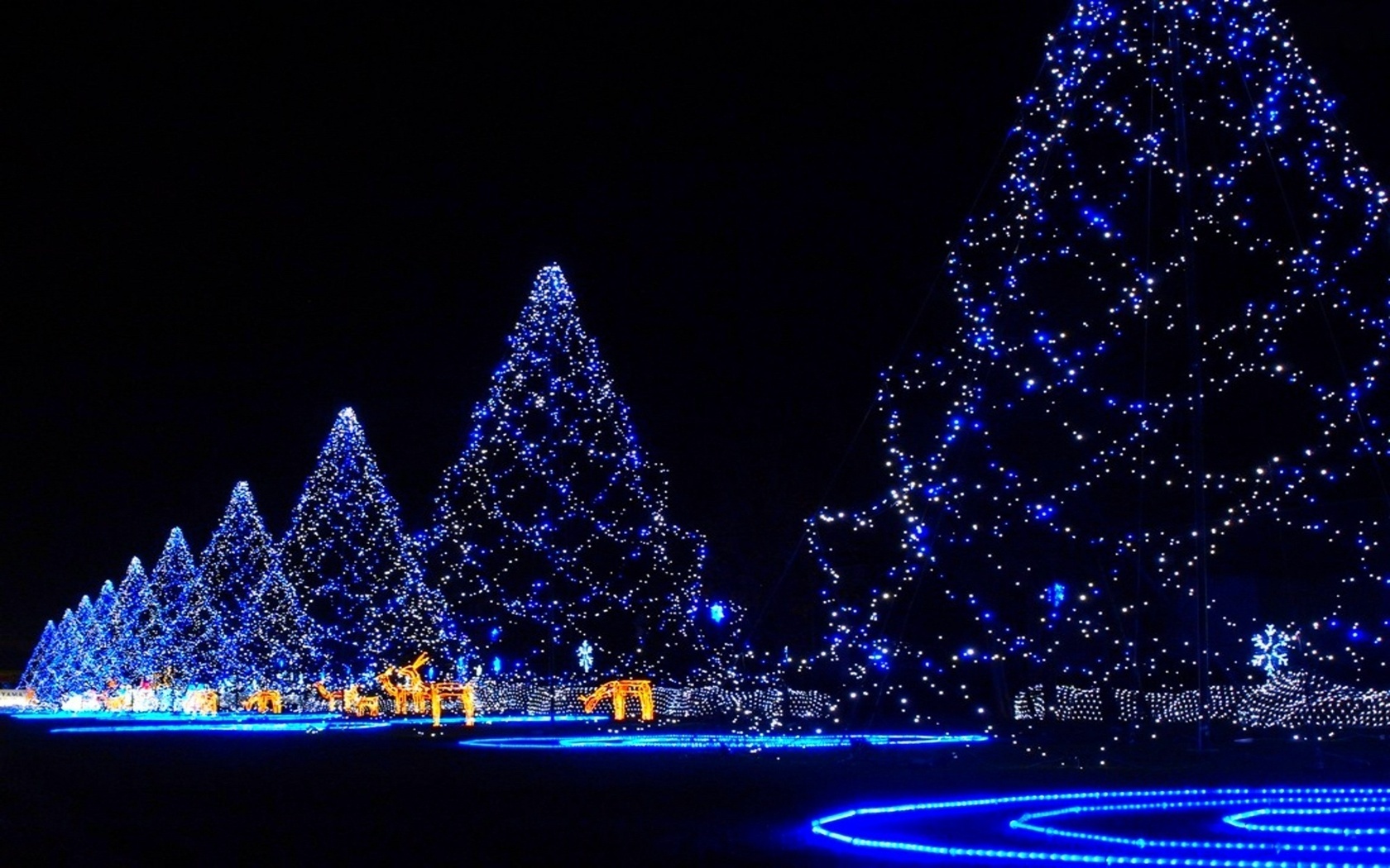 blue, night, christmas, christmas lights, light, christmas tree, holiday QHD