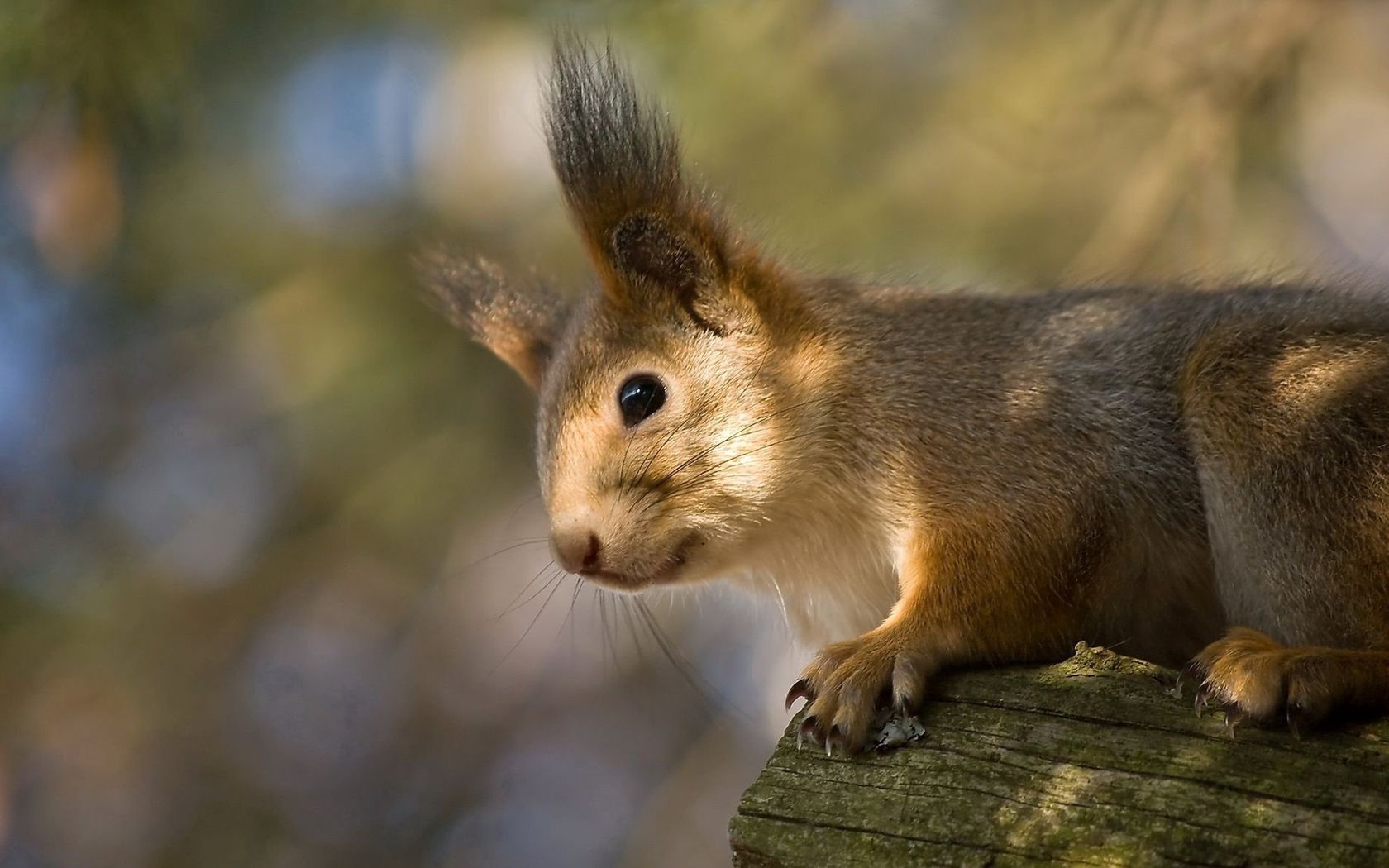 Handy-Wallpaper Eichhörnchen, Tiere, Rothaarige, Komisch, Lustig, Ohren kostenlos herunterladen.