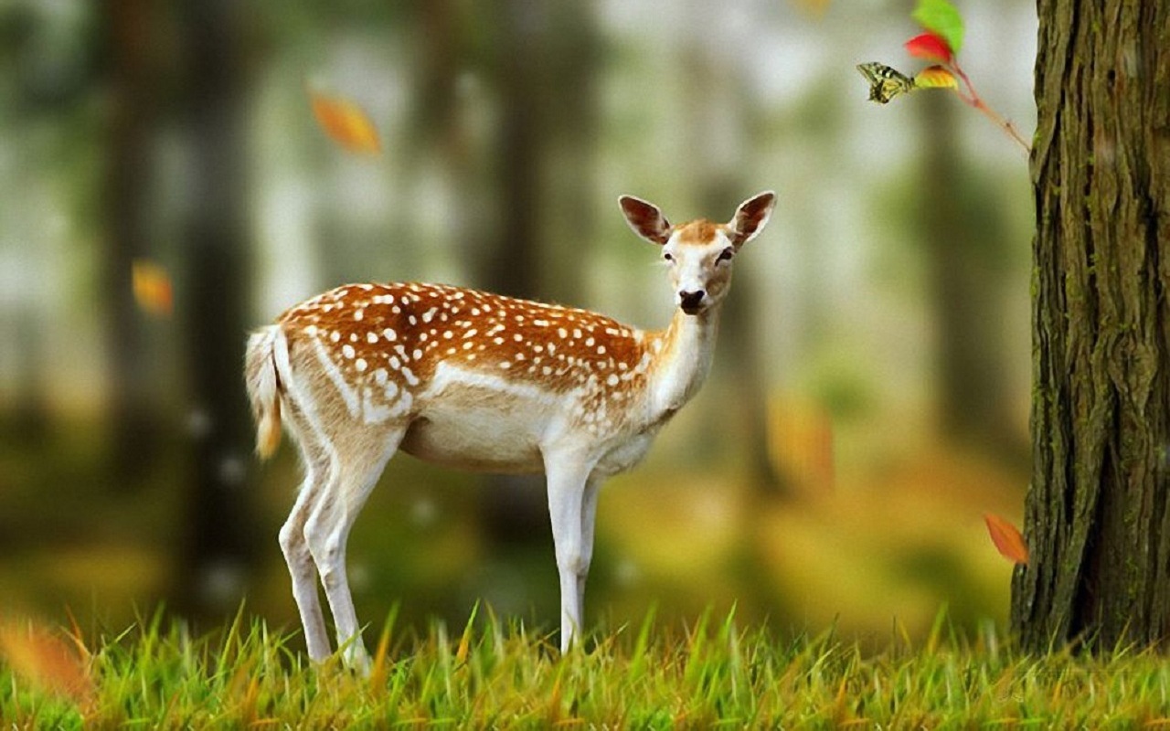 animals, deers, yellow wallpapers for tablet