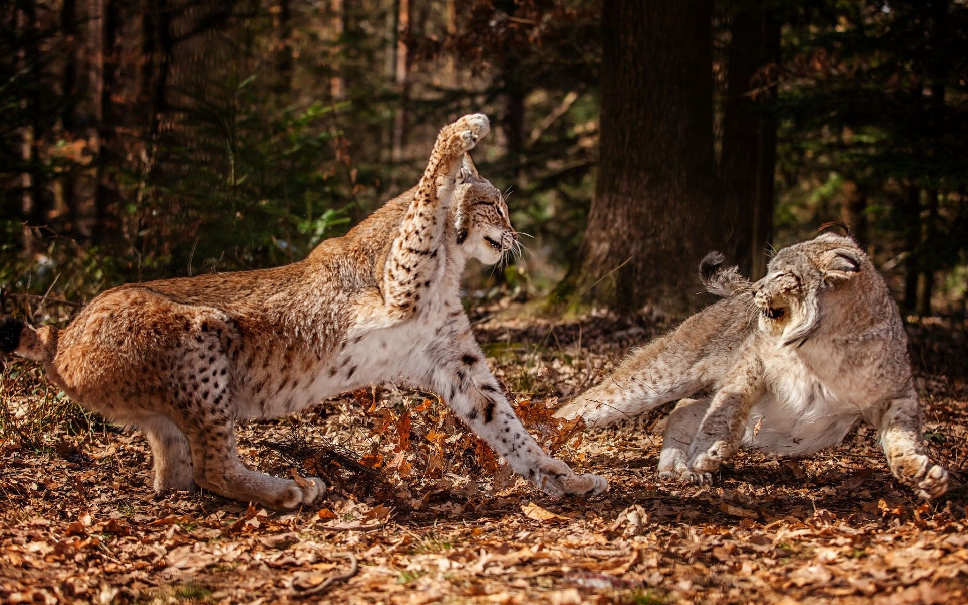 forest, animals, leaves, aggression Leopards HD Android Wallpapers