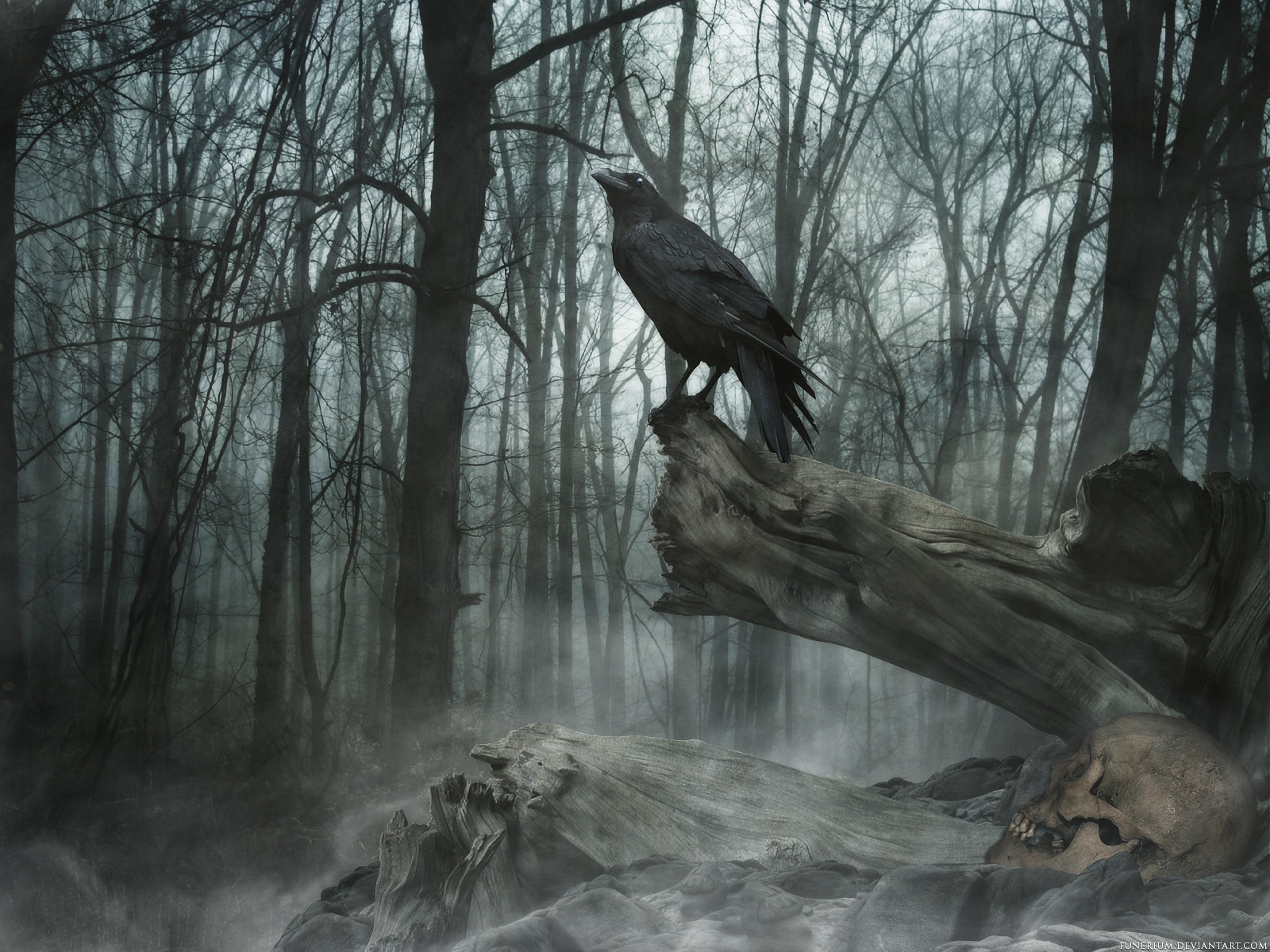raven, bird, skull, animal High Definition background