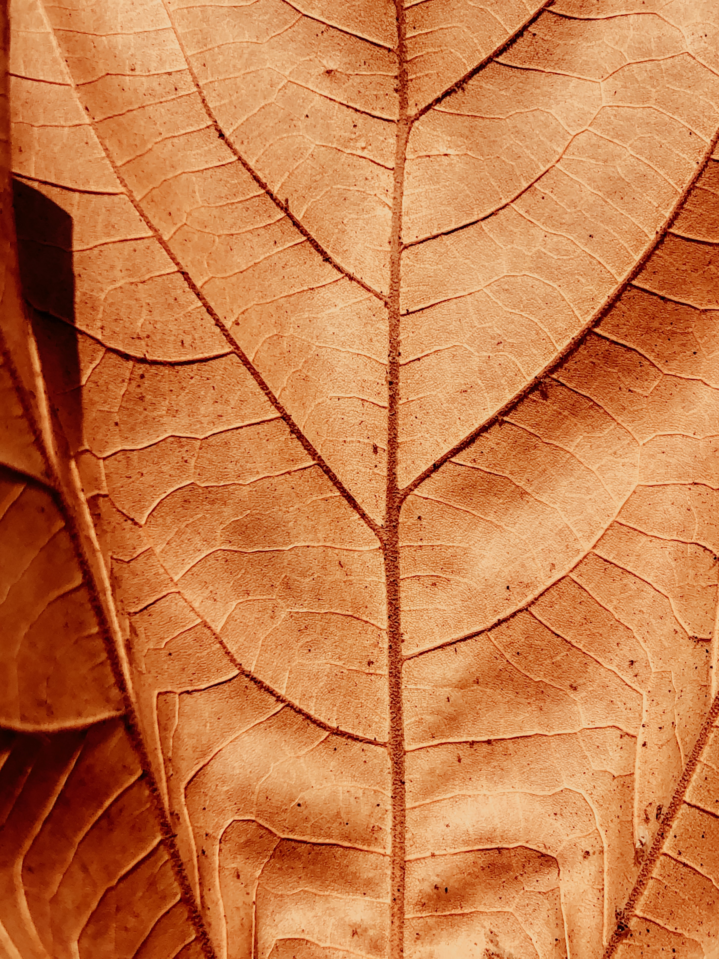 Veins leaf, sheet, dry, macro Free Stock Photos