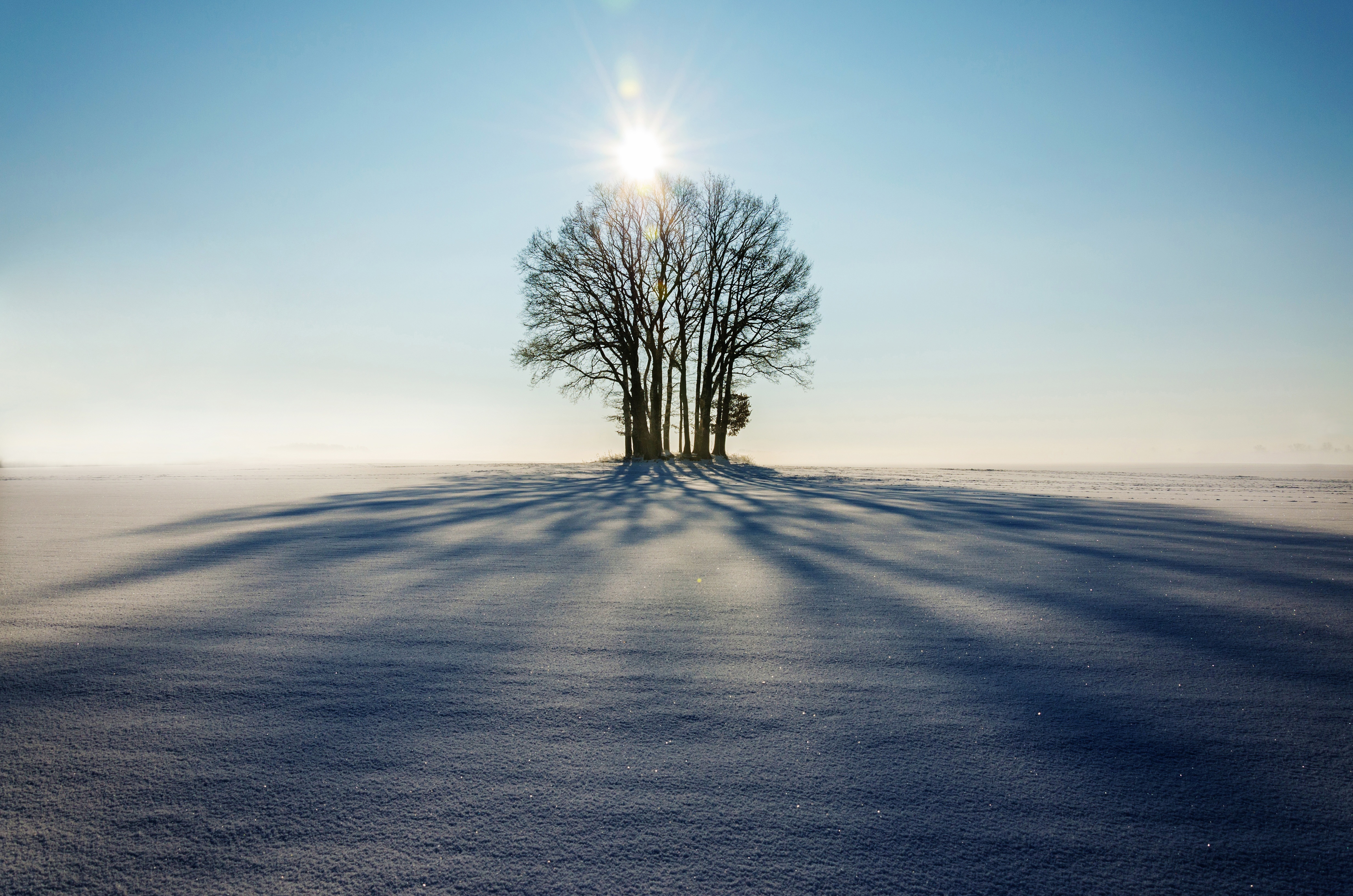 77978 Hintergrundbild herunterladen winter, schnee, natur, horizont, holz, baum, sonnenlicht - Bildschirmschoner und Bilder kostenlos