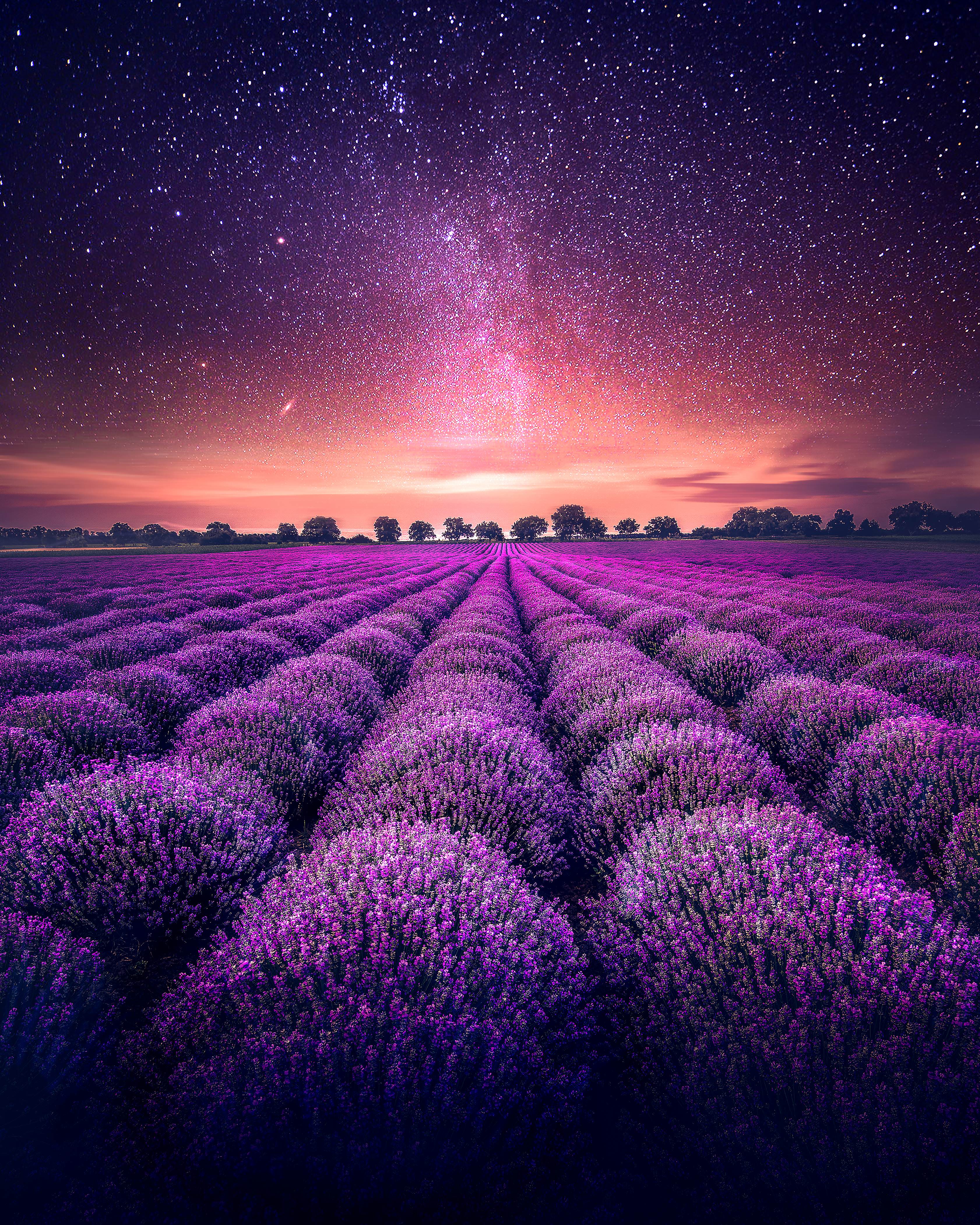 HD wallpaper nature, horizon, lavender, starry sky, field